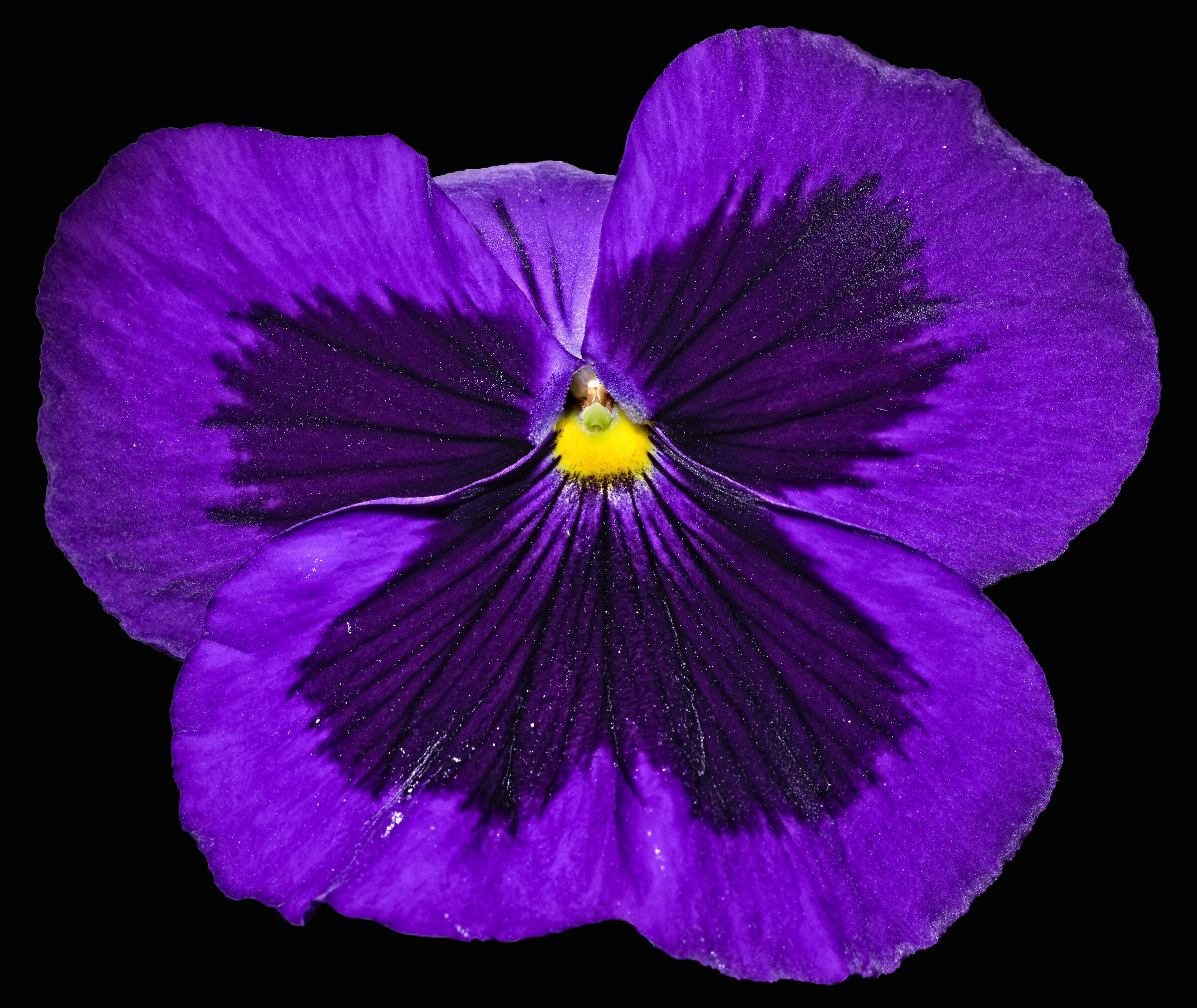 La Viola del pensiero...