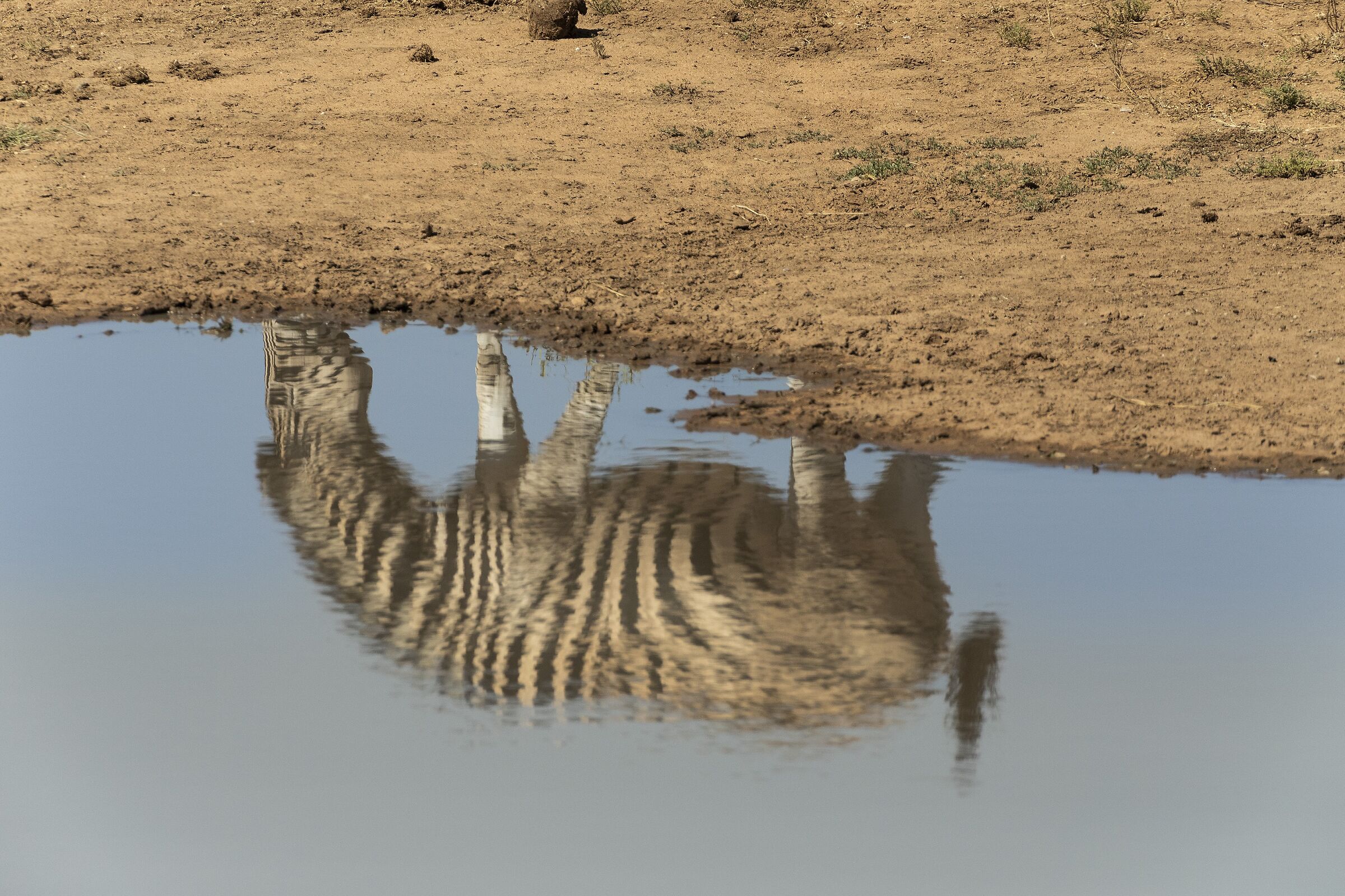 Mirror, mirror of my desires...