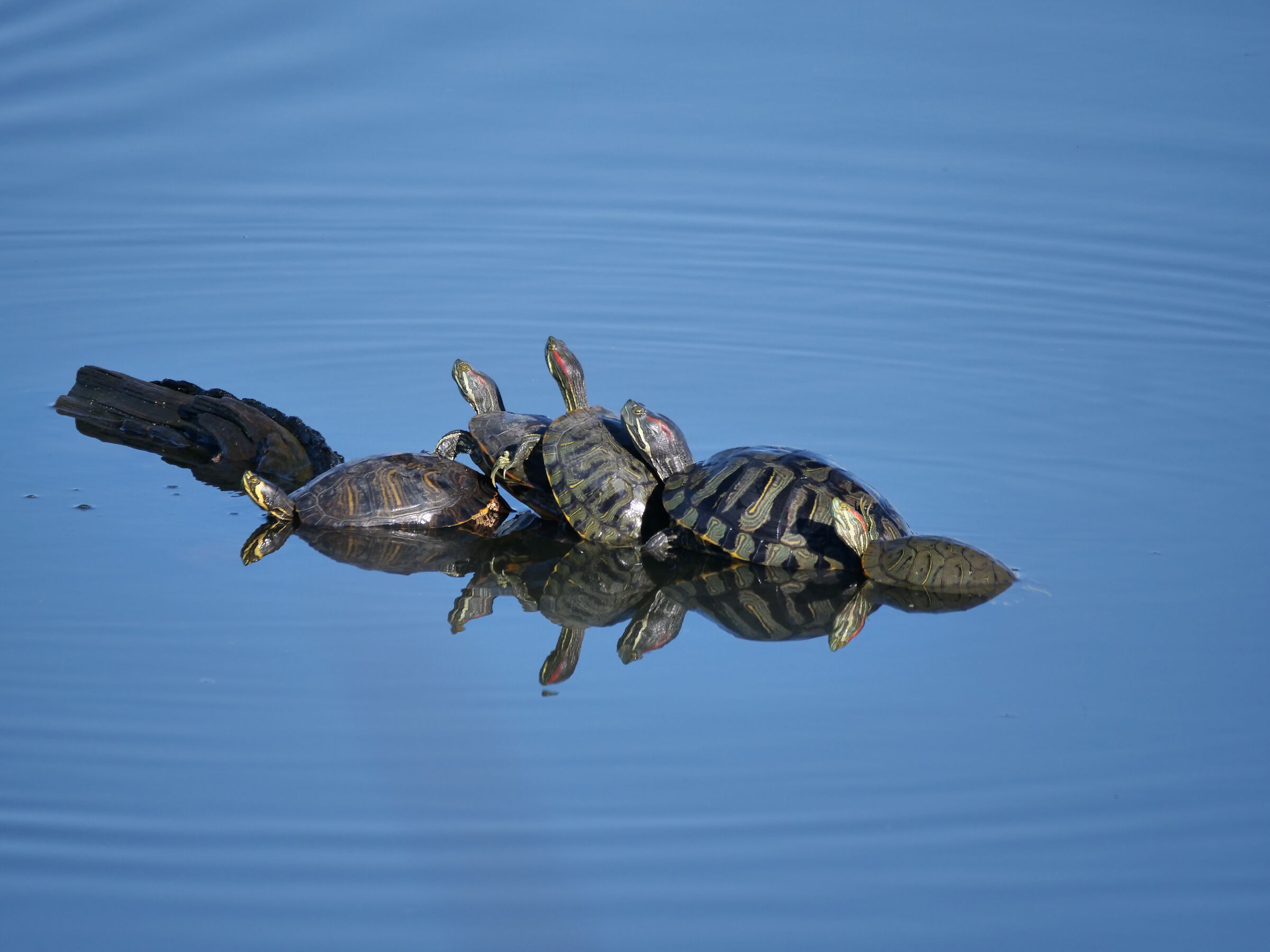 Tartaruga ((Podocnemis unifilis)