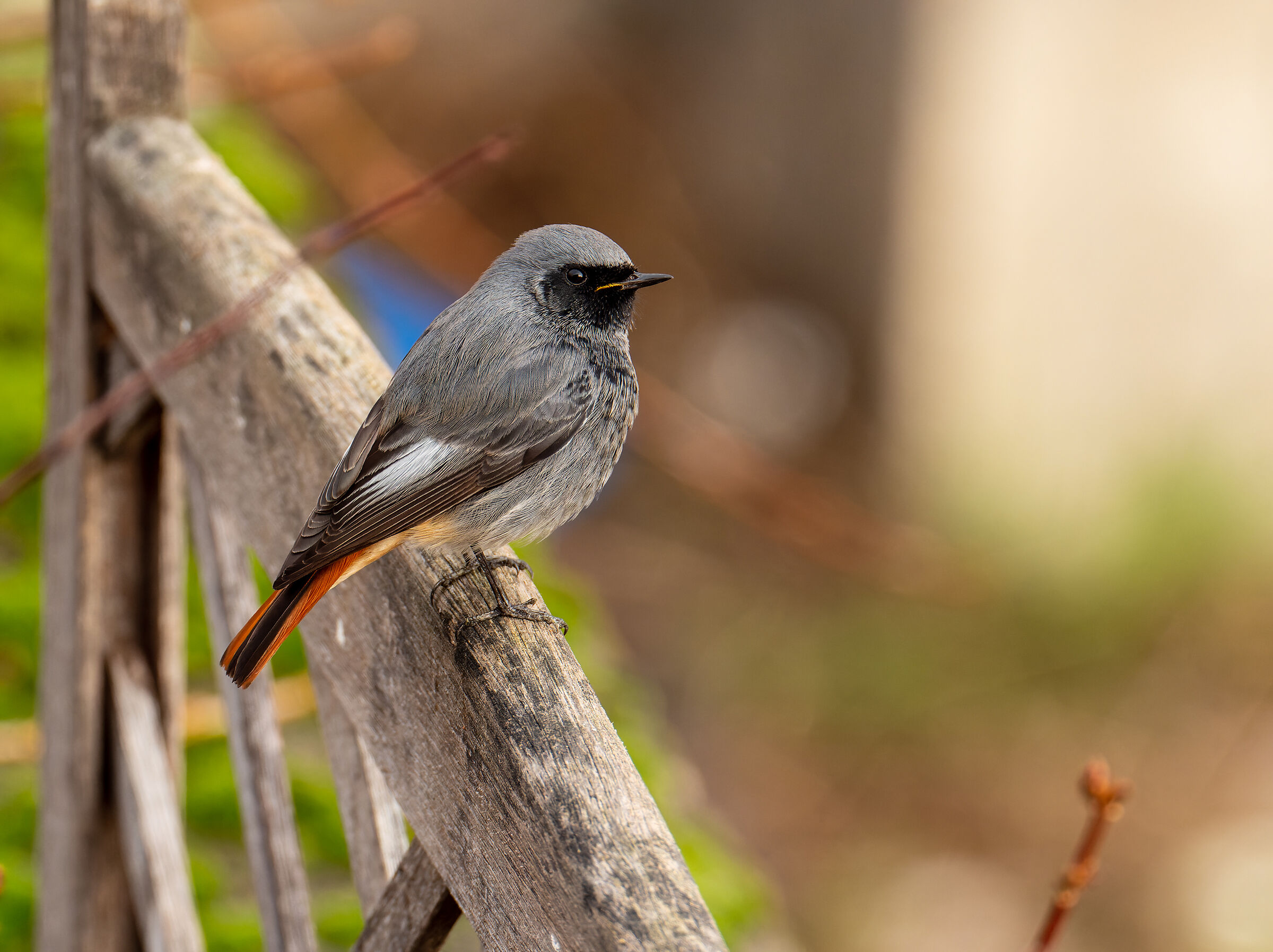 Black redstart