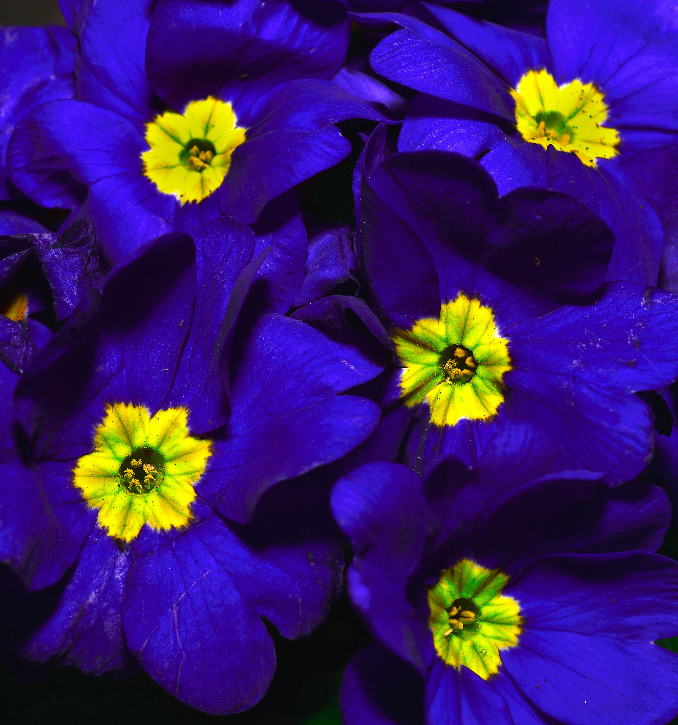Violets