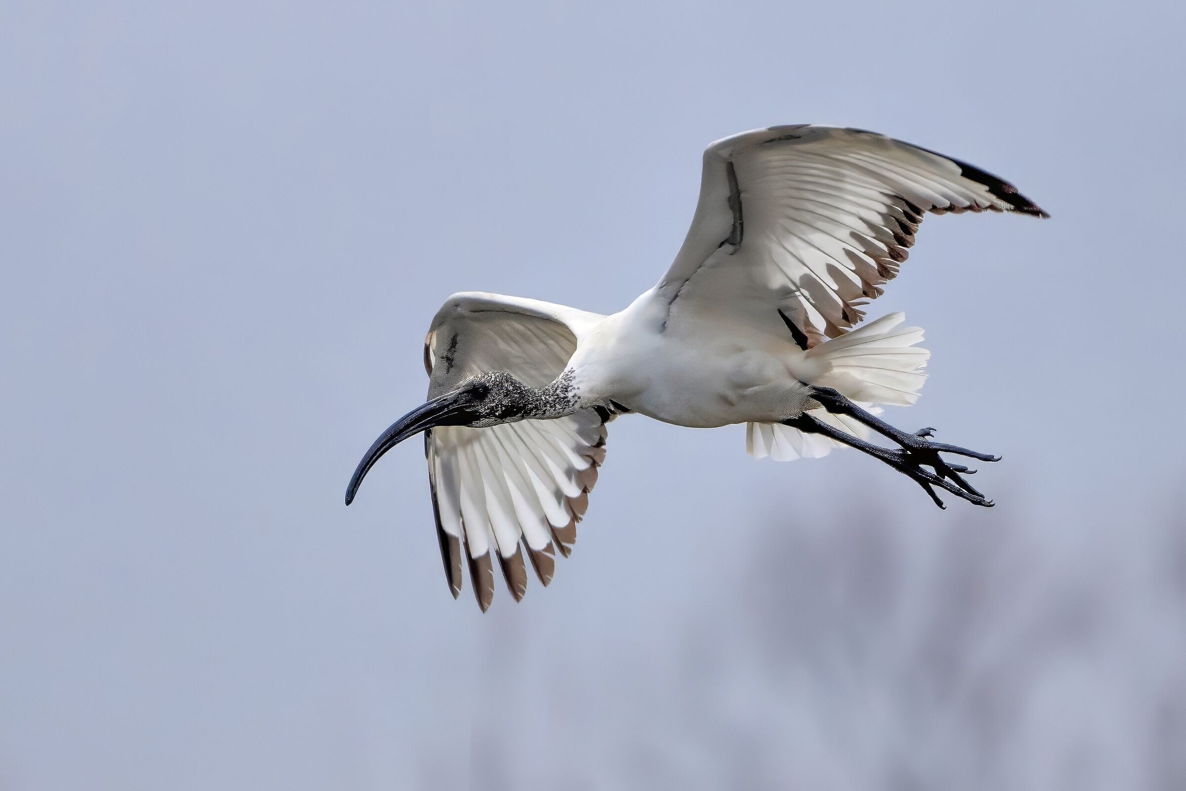 Sacred Ibis