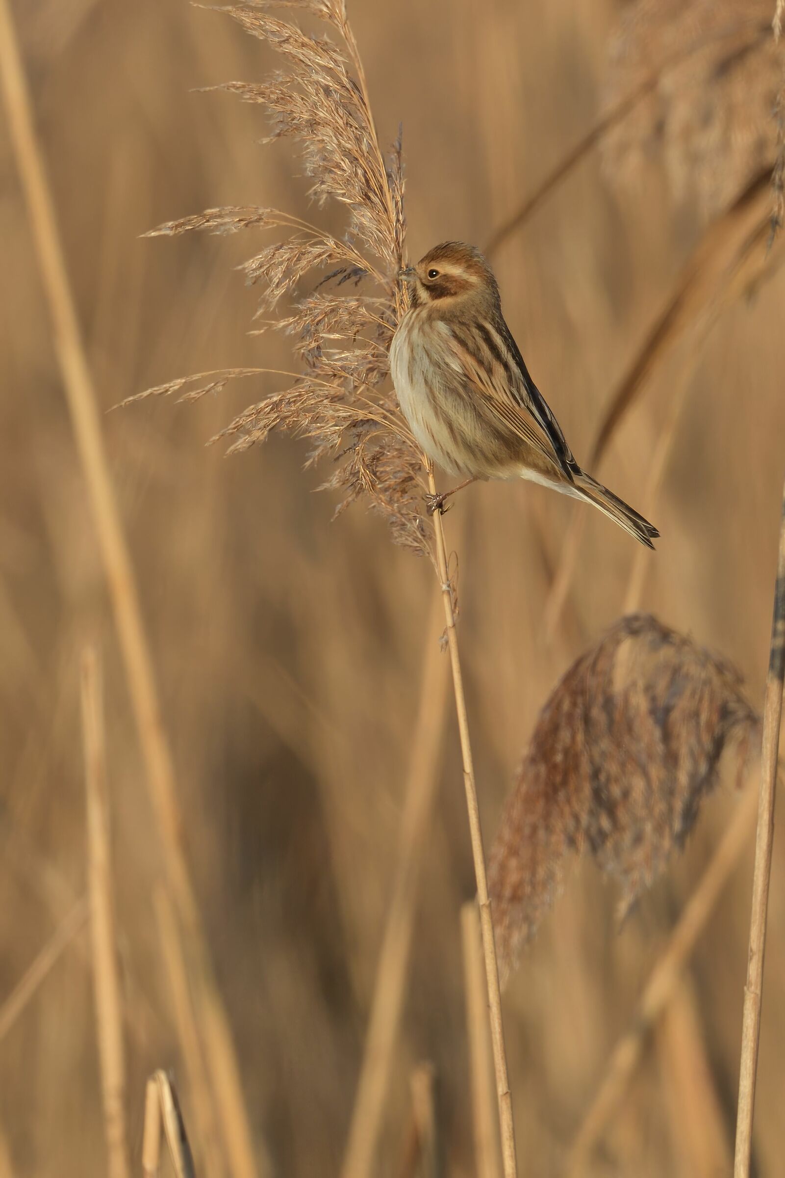 migliarino di palude