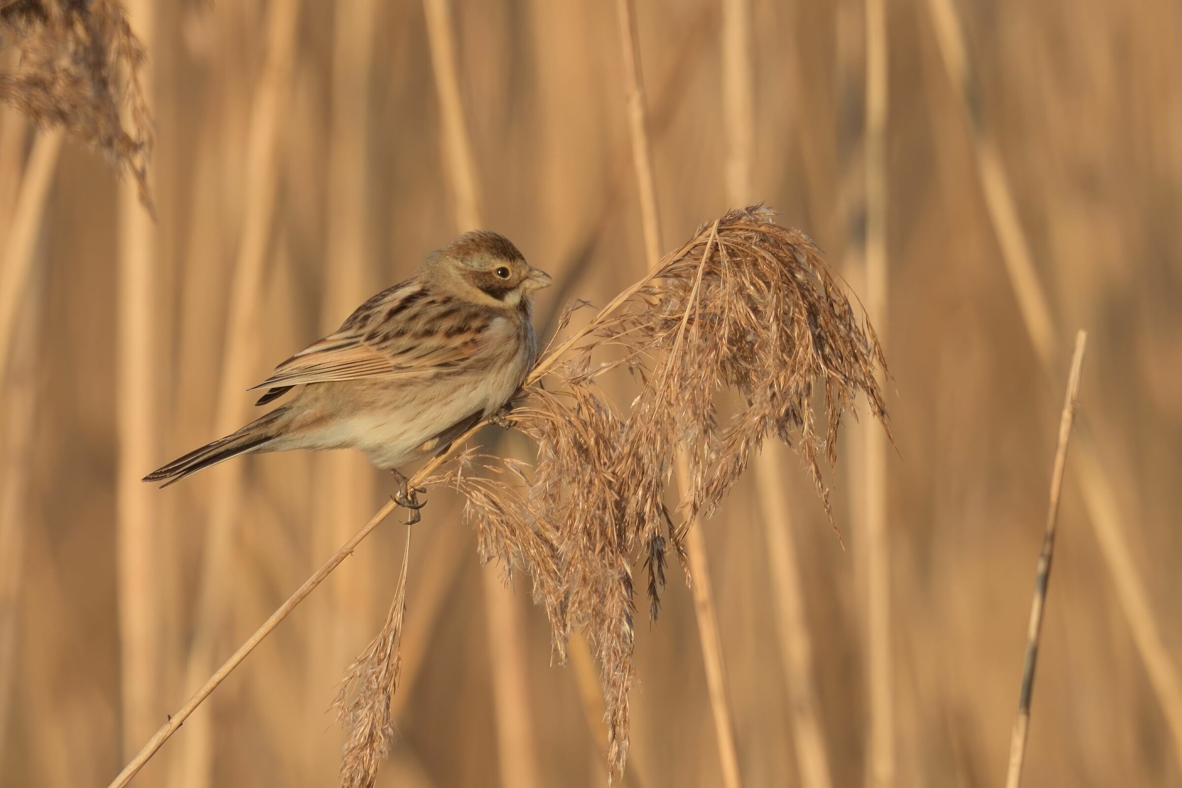 migliarino di palude