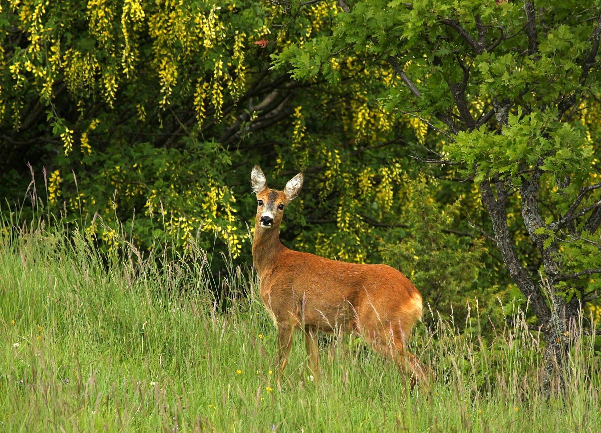 Fine maggio sui Sibillini