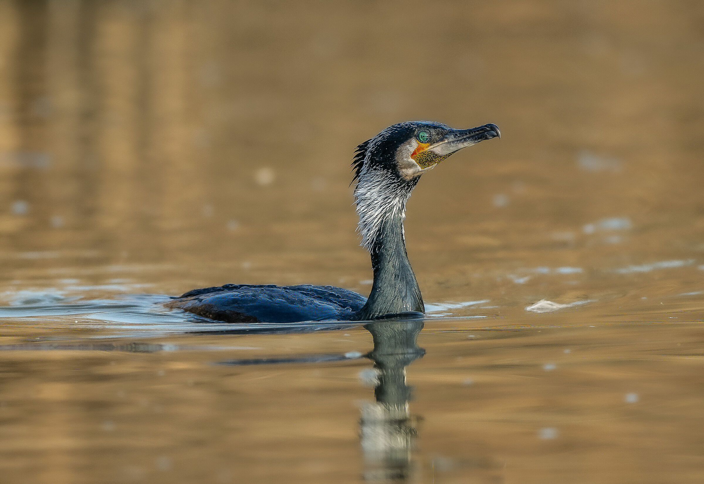 Cormorant in bridal dress