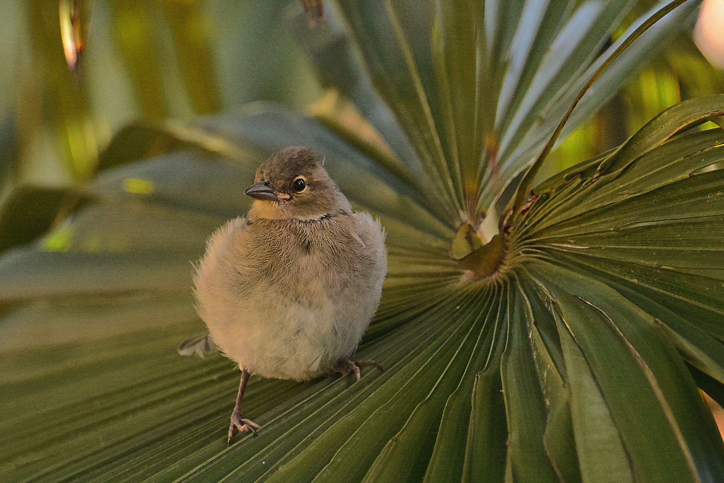 small