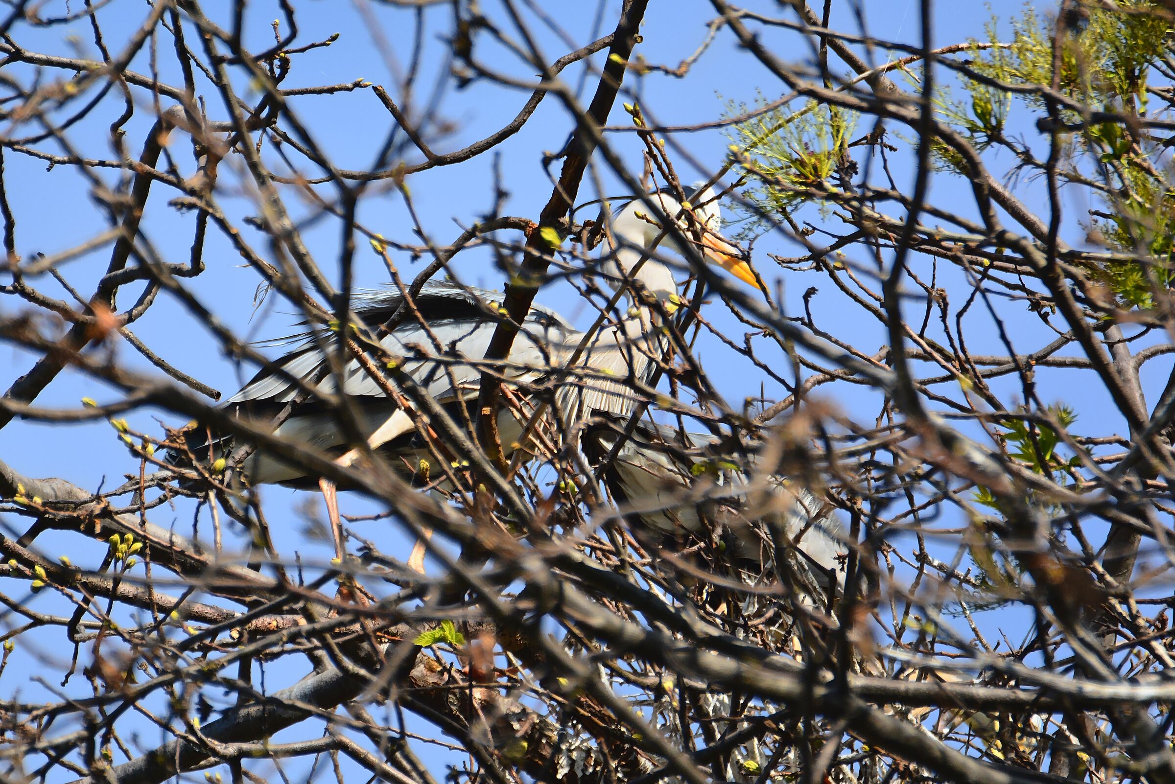 Landing on the nest