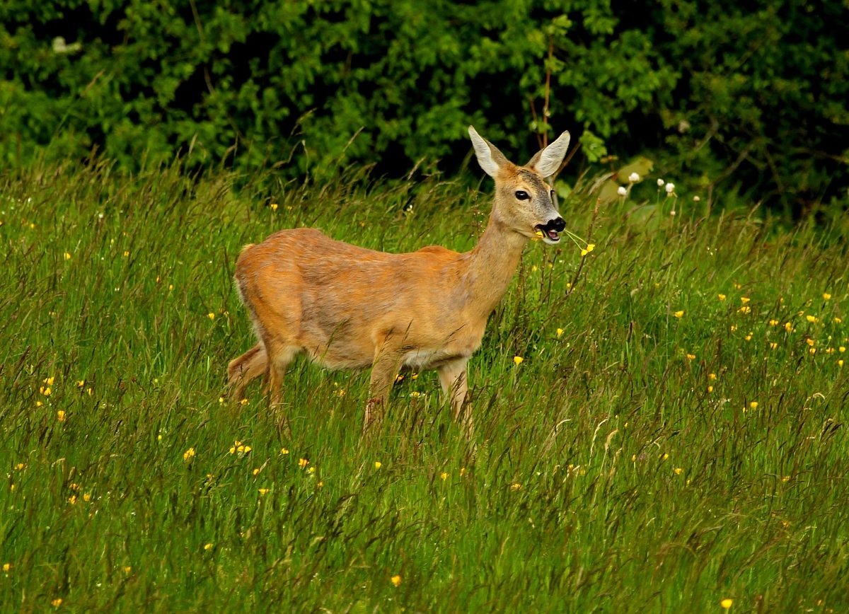 Capriolo con fiore in bocca