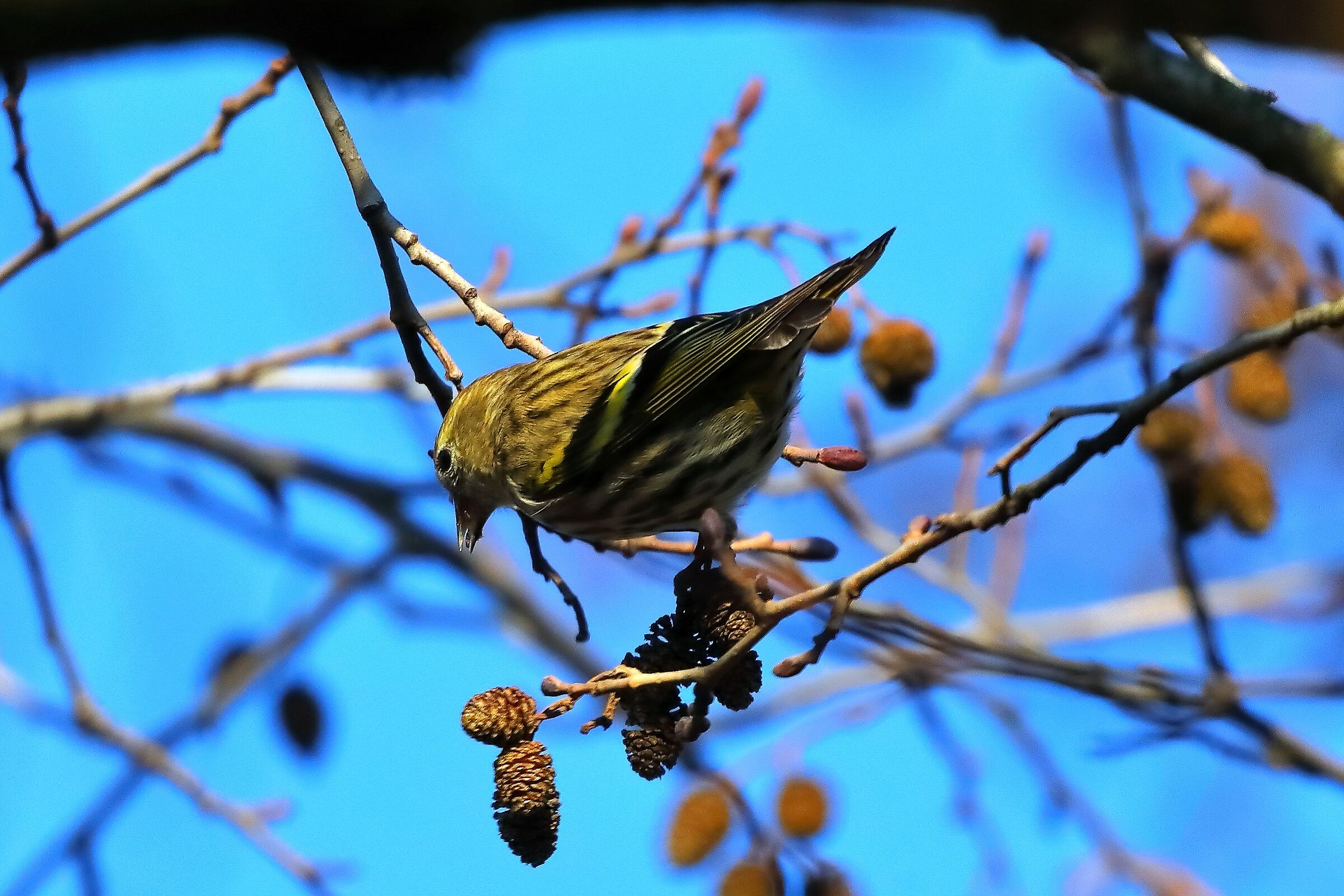 Lucherino 14-12-2023