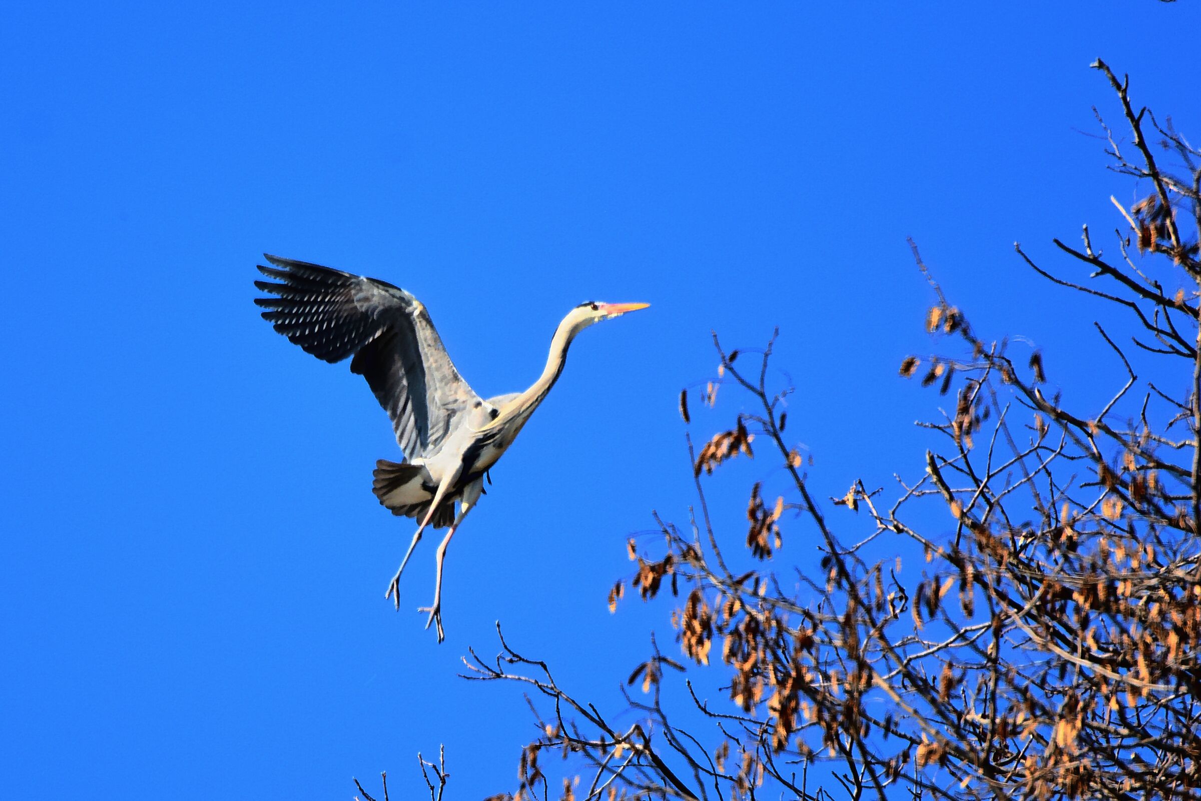 landing