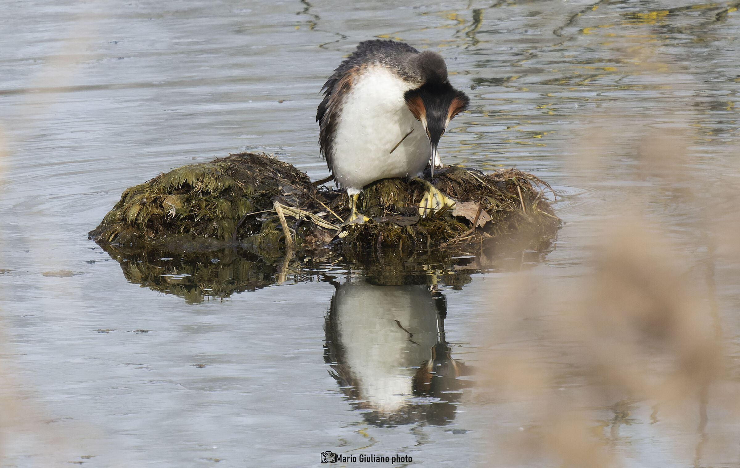 Svasso, la costruzione del nido