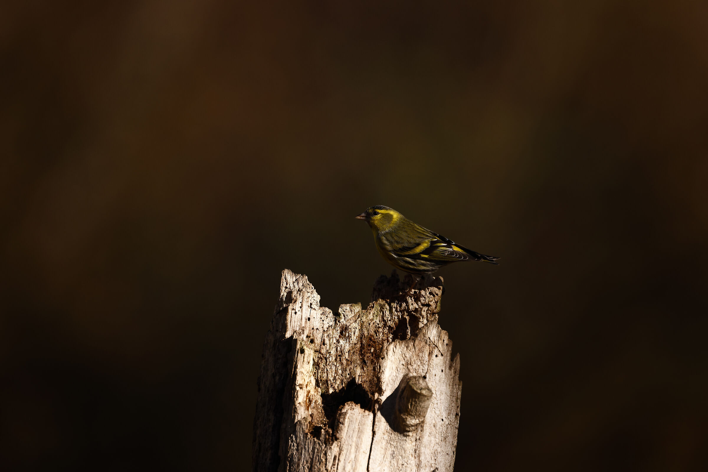 Perlustrazione attiva