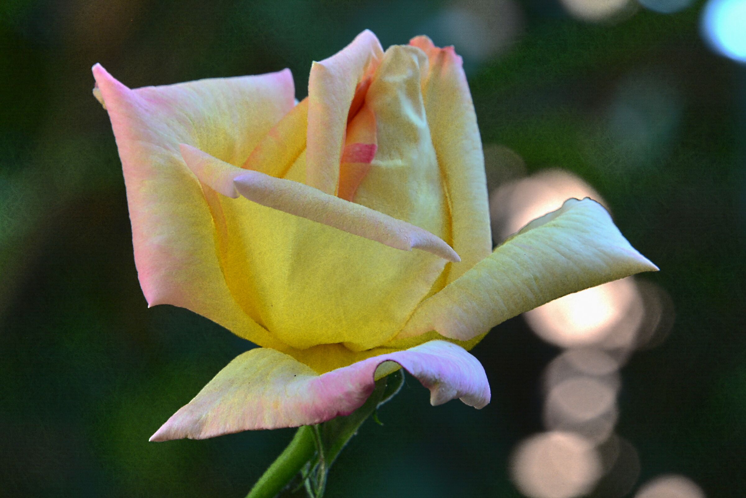 Petals