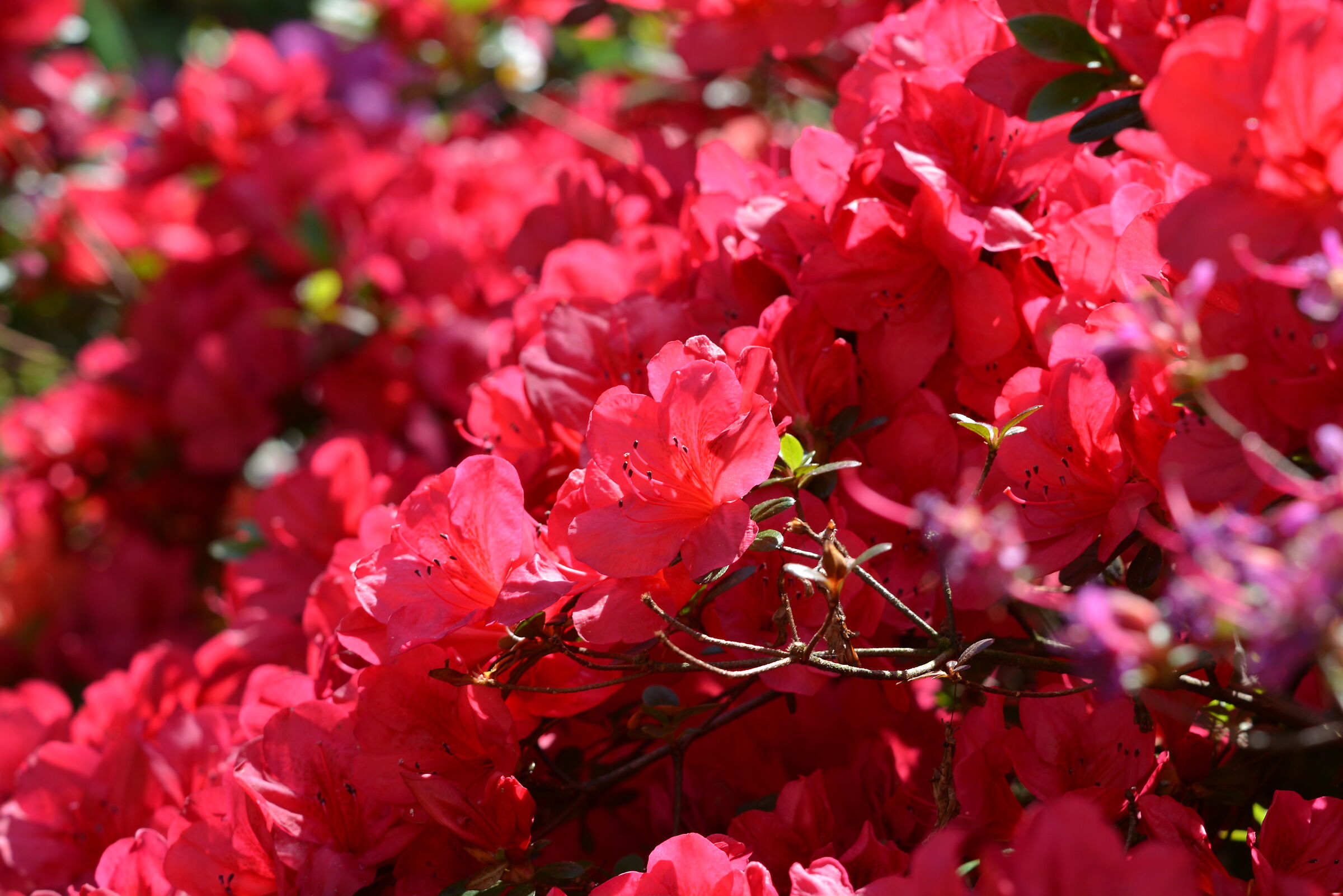 Spring Bloom