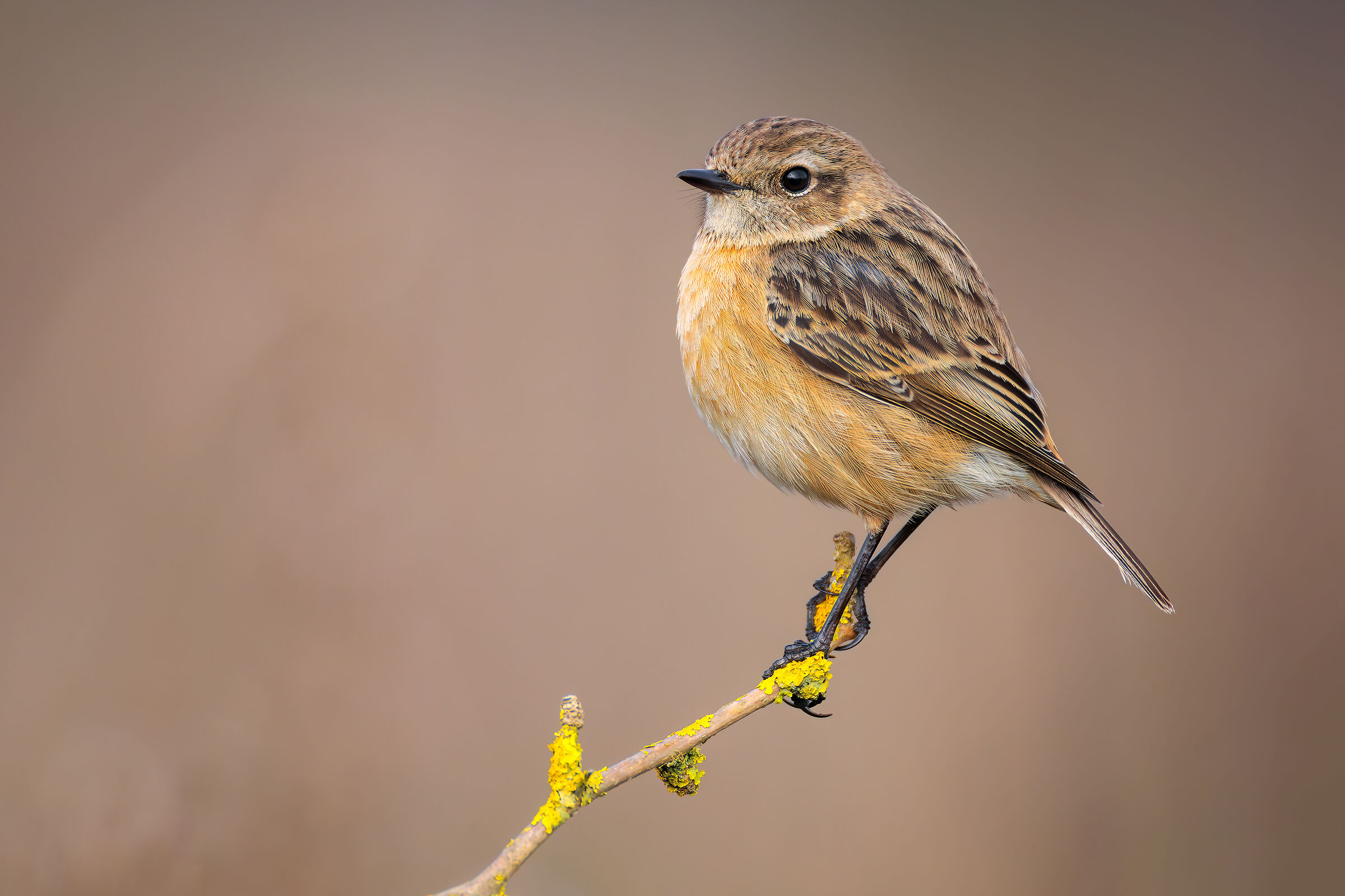 Primissimo test con 200-800 + R5