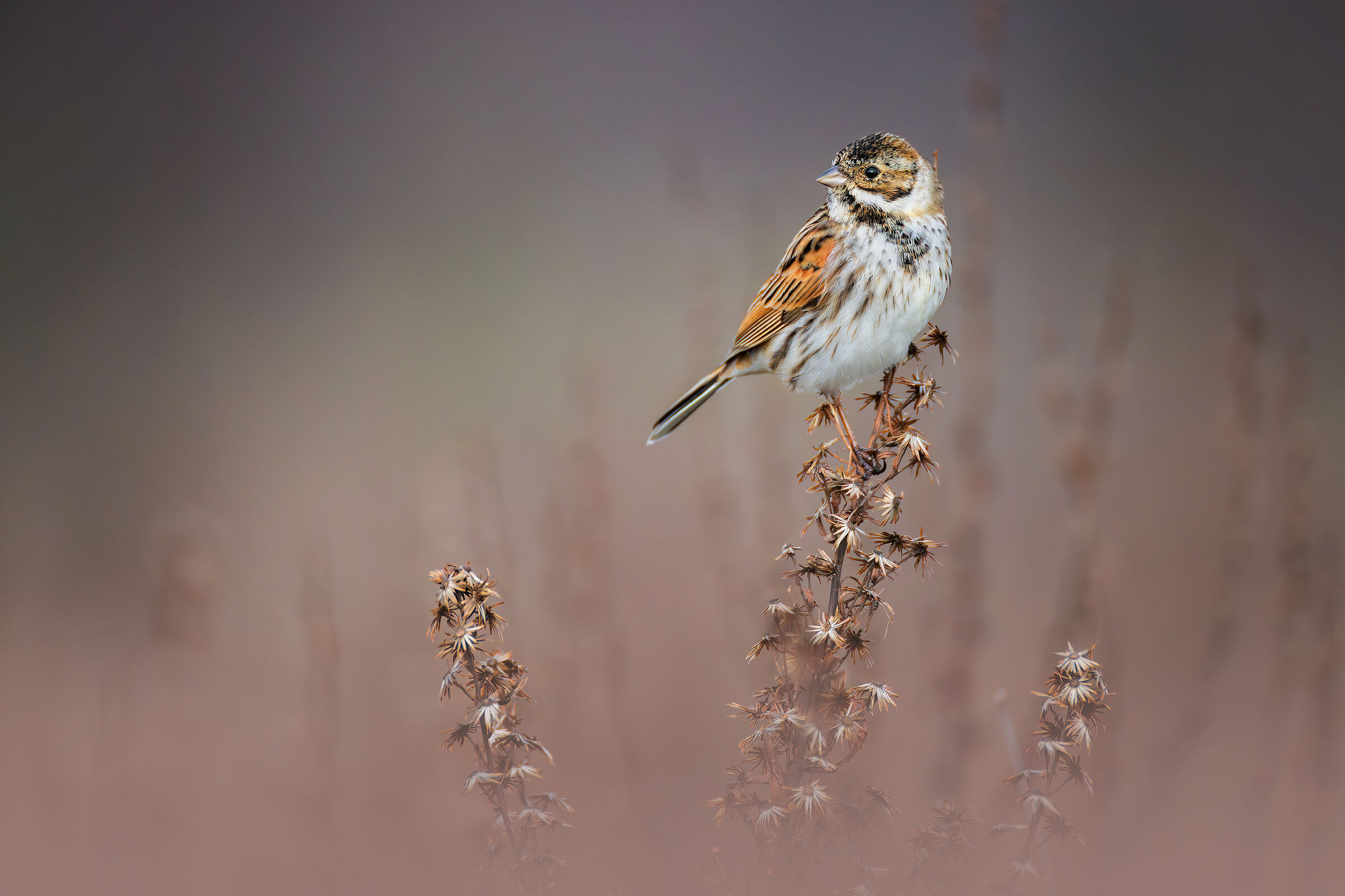Prova con 200-800, 11 metri 3200 iso