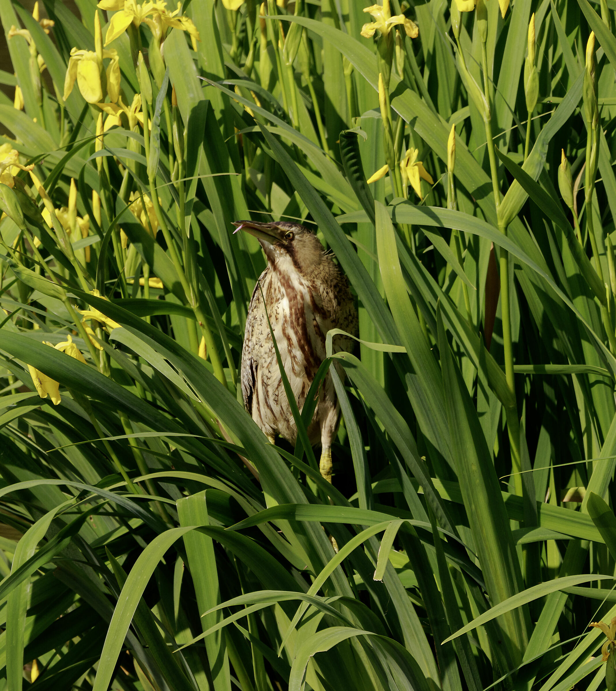 Bittern + tongue outside Oasi Lipu Cesano m.mb3/05/2023