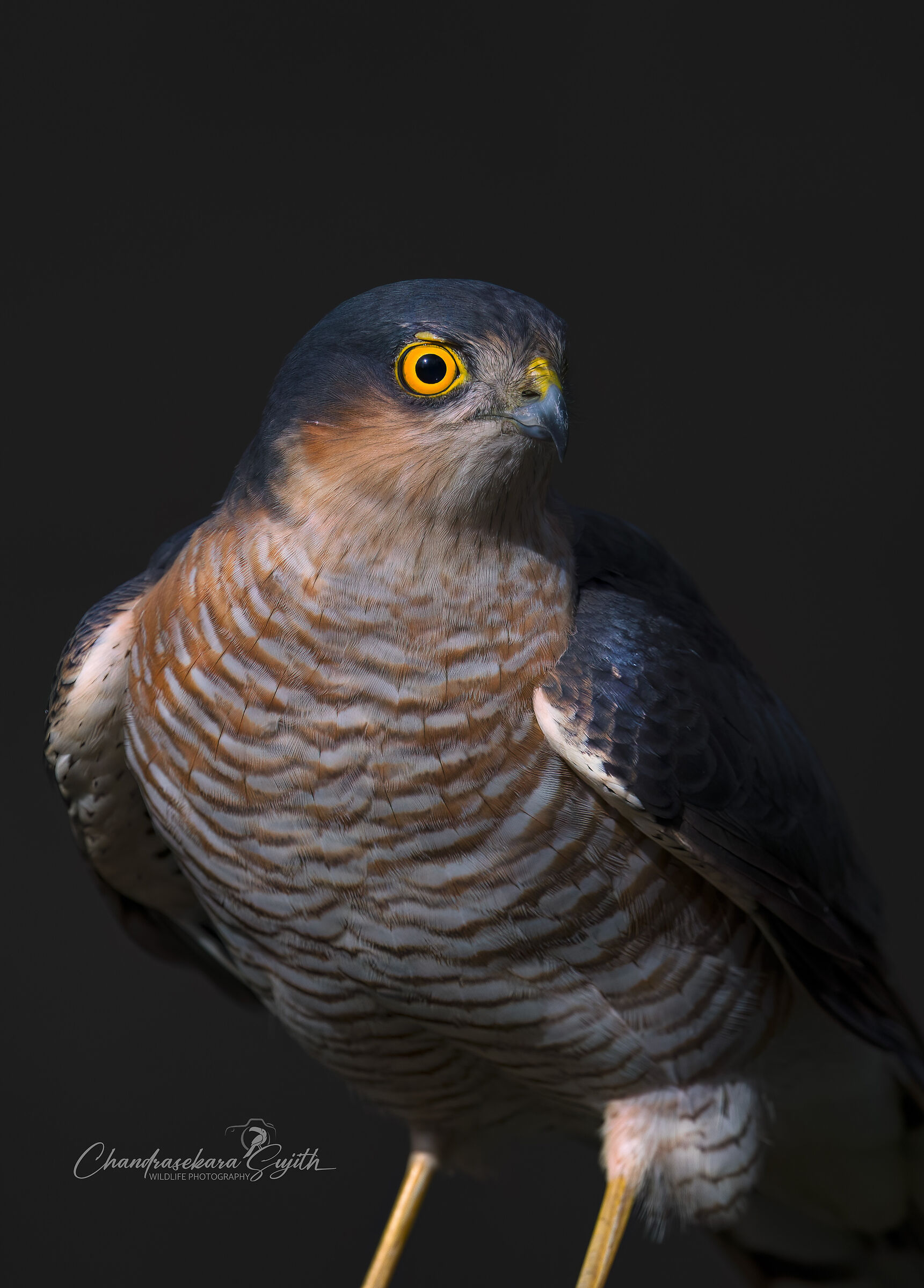 sparrowhawk