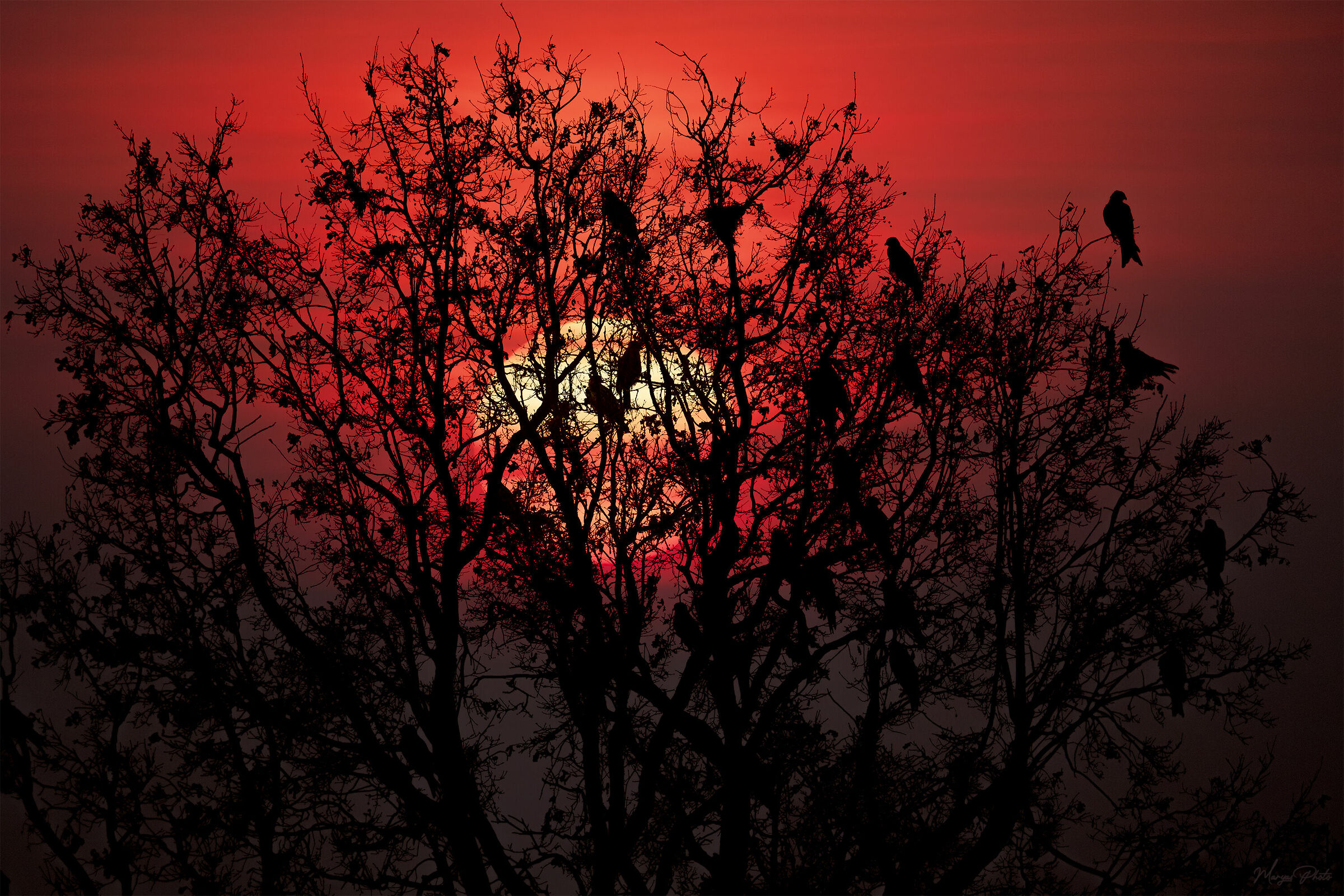 Affollata silhouette