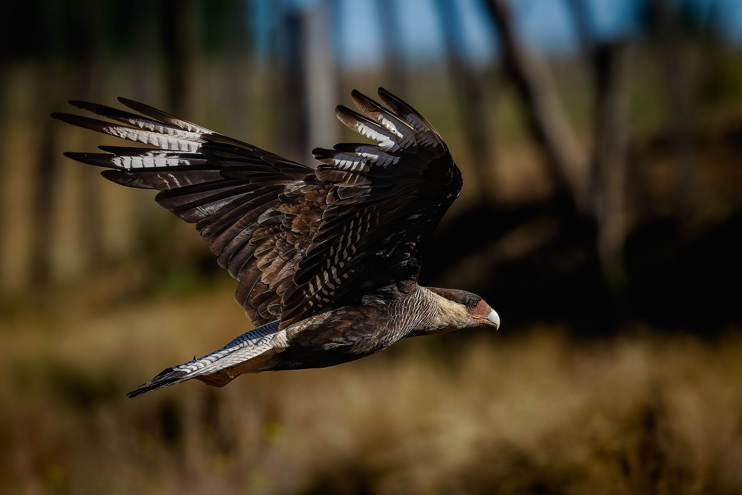 Caracara crestato n.2