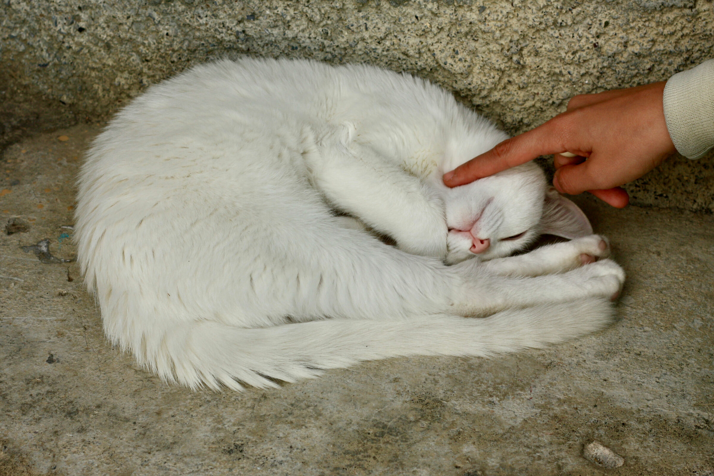 White kitten