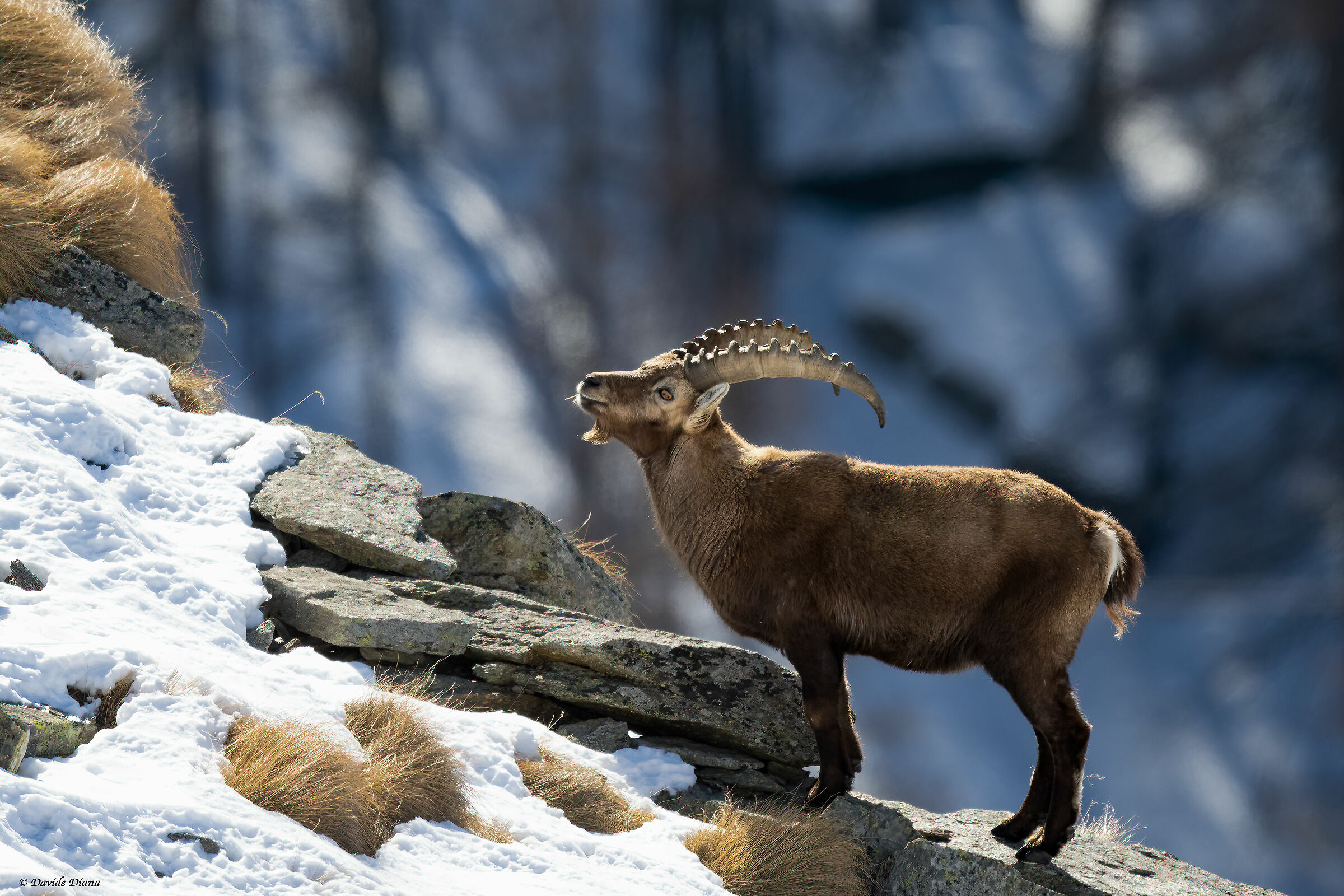 Ibex - Gran Paradiso National Park