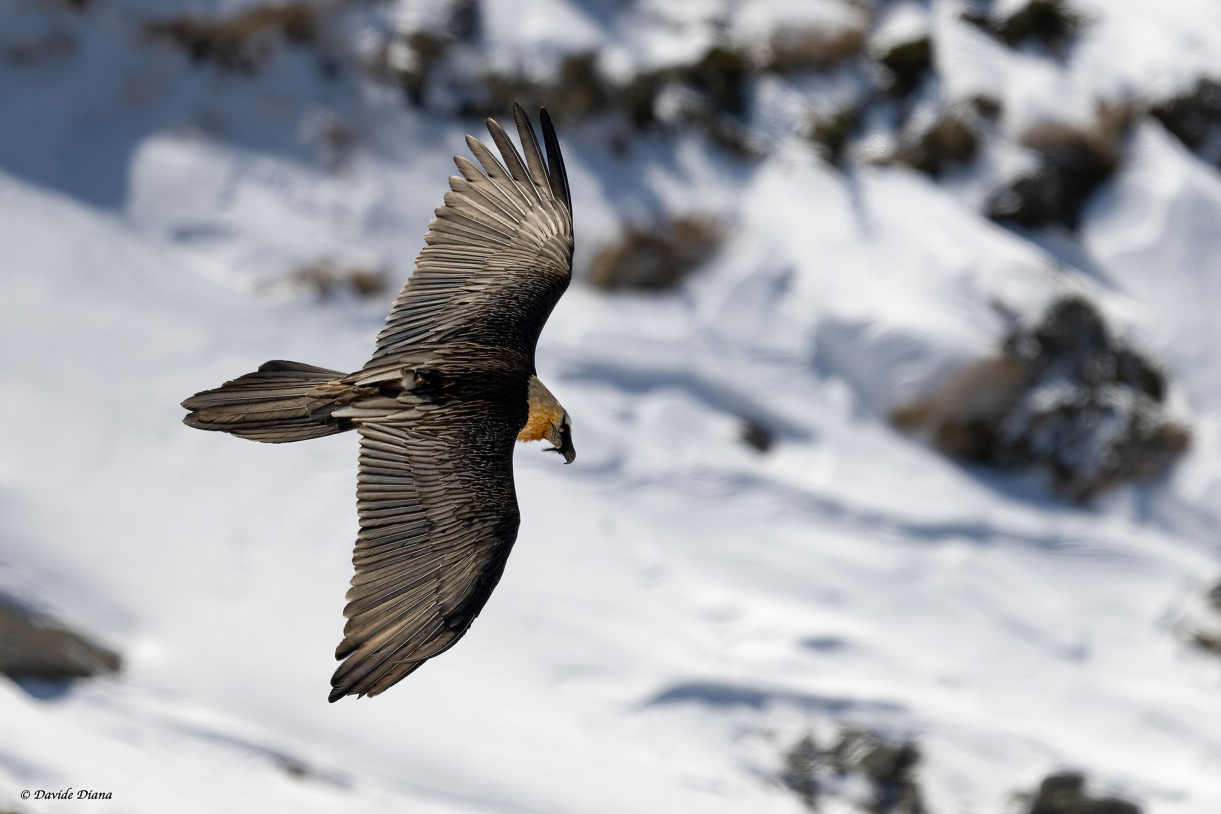 Gypaetus barbatus - Gran Paradiso National Park
