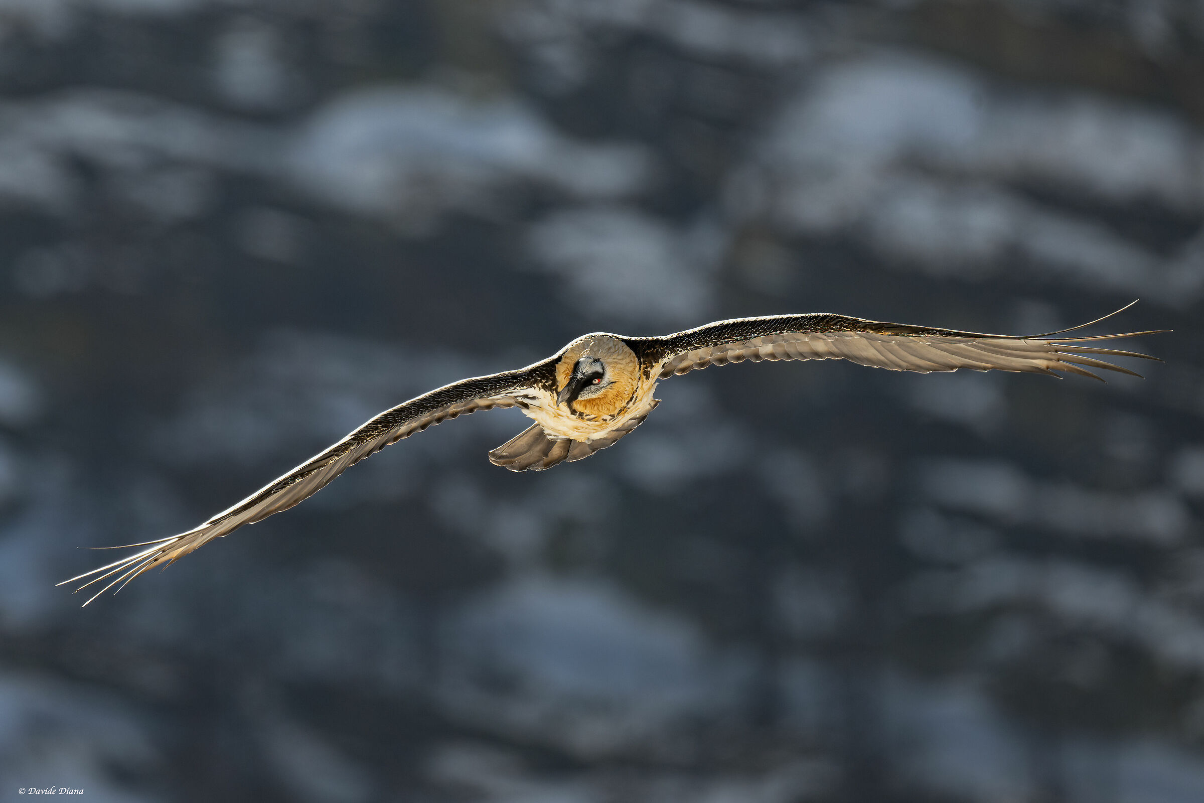 Gypaetus barbatus - Gran Paradiso National Park