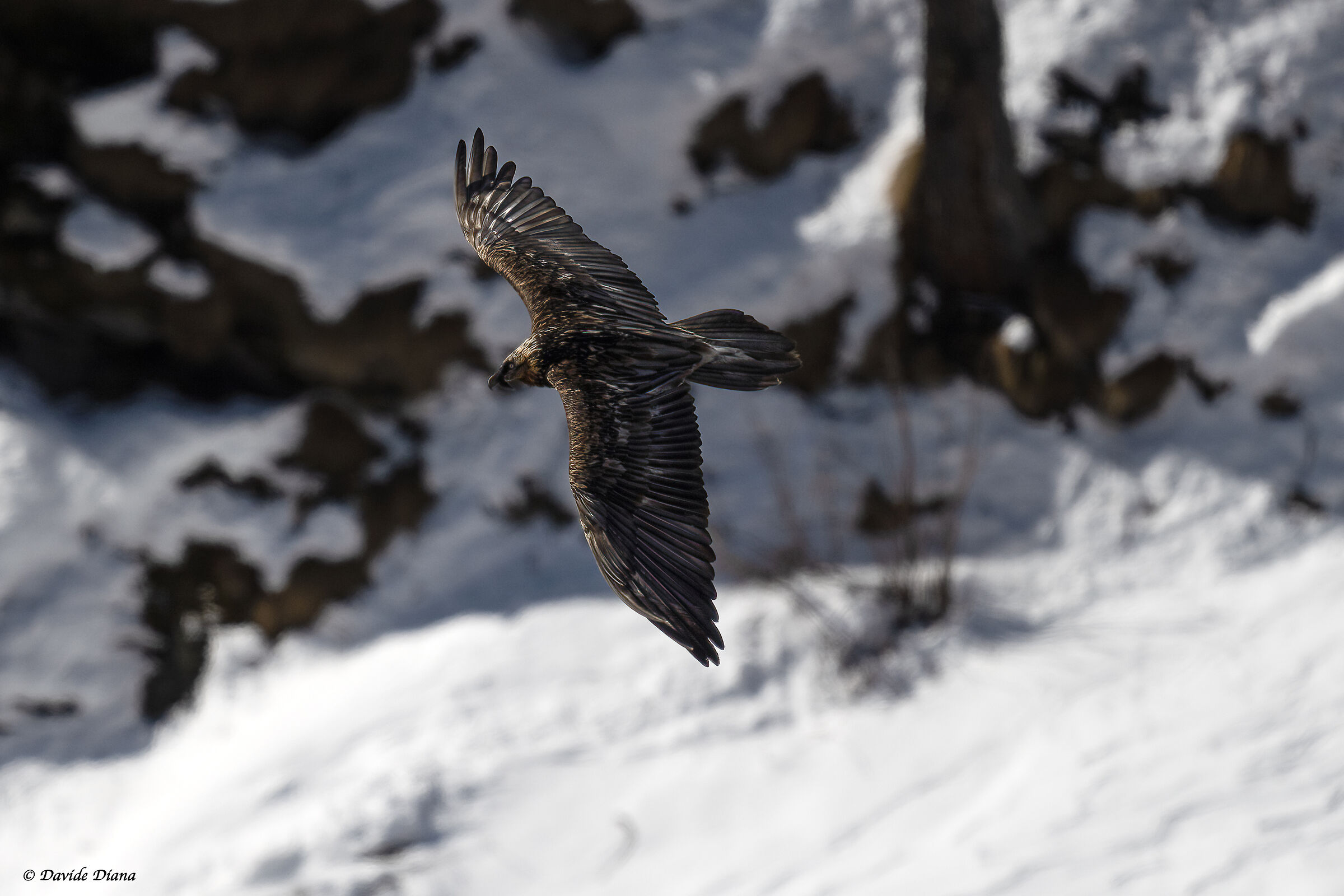 Gypaetus barbatus - Gran Paradiso National Park