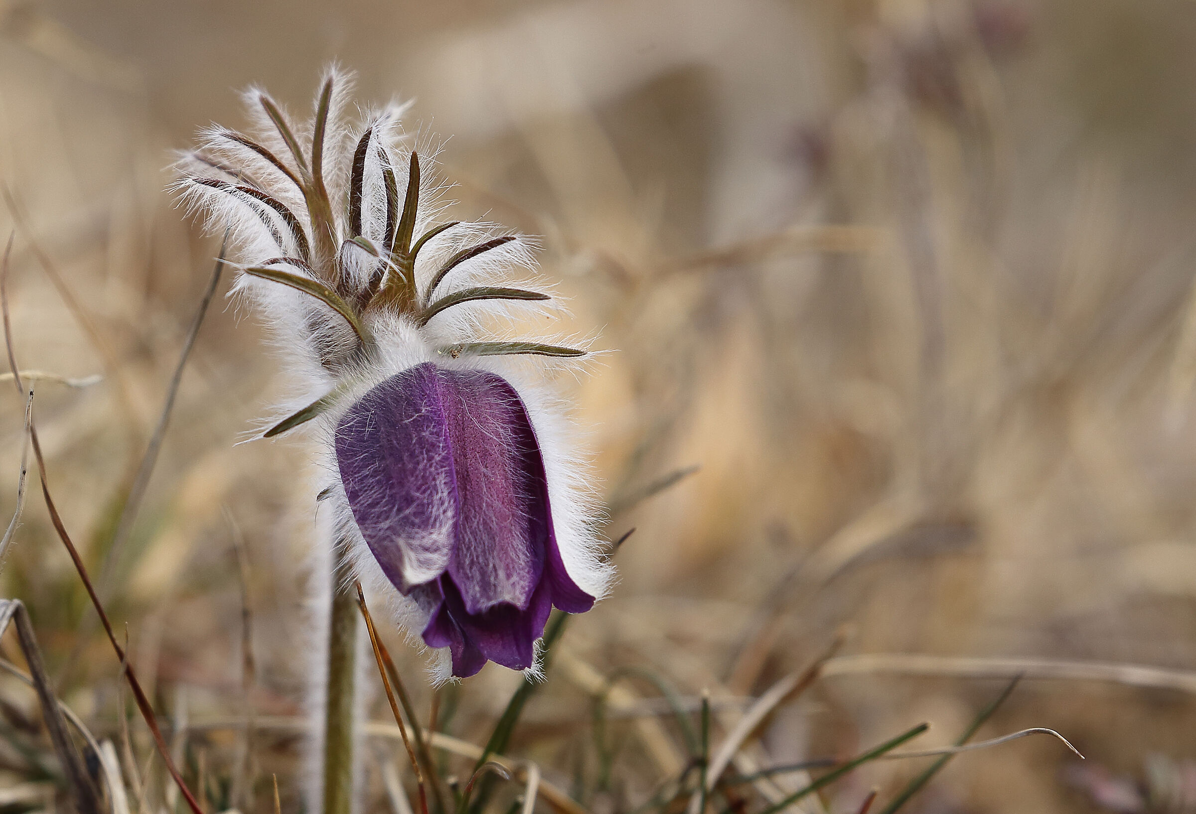 Il primo della stagione