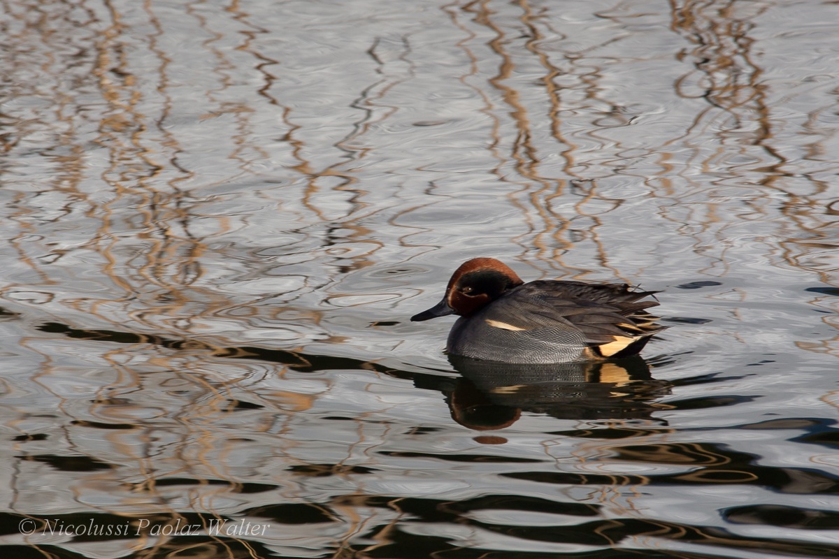 Riposino pomeridiano