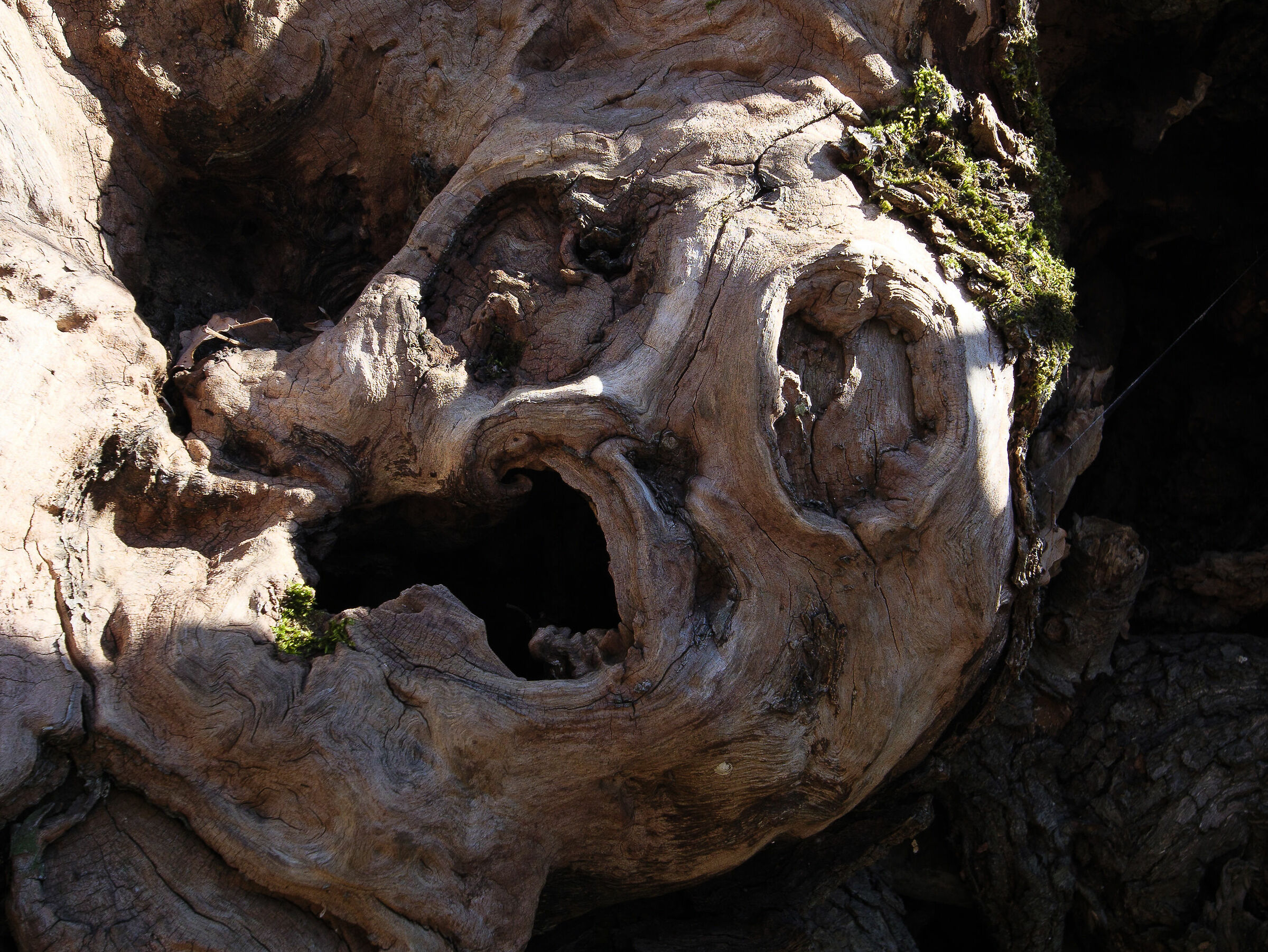 Il dolore della Natura