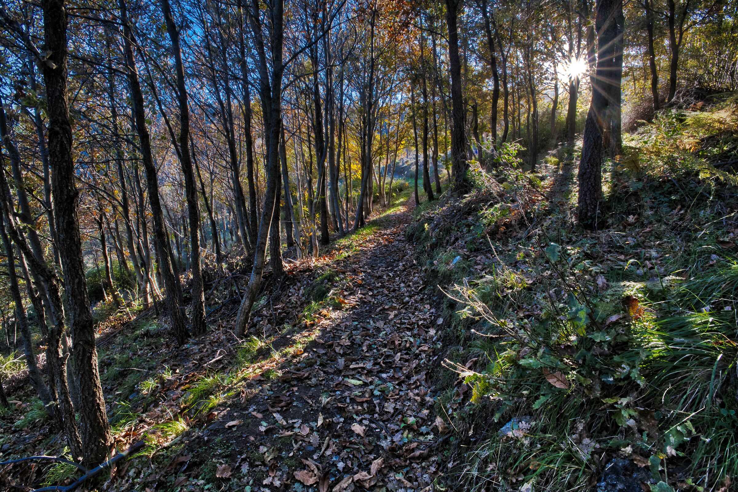 Around the woods, Broncu Spina