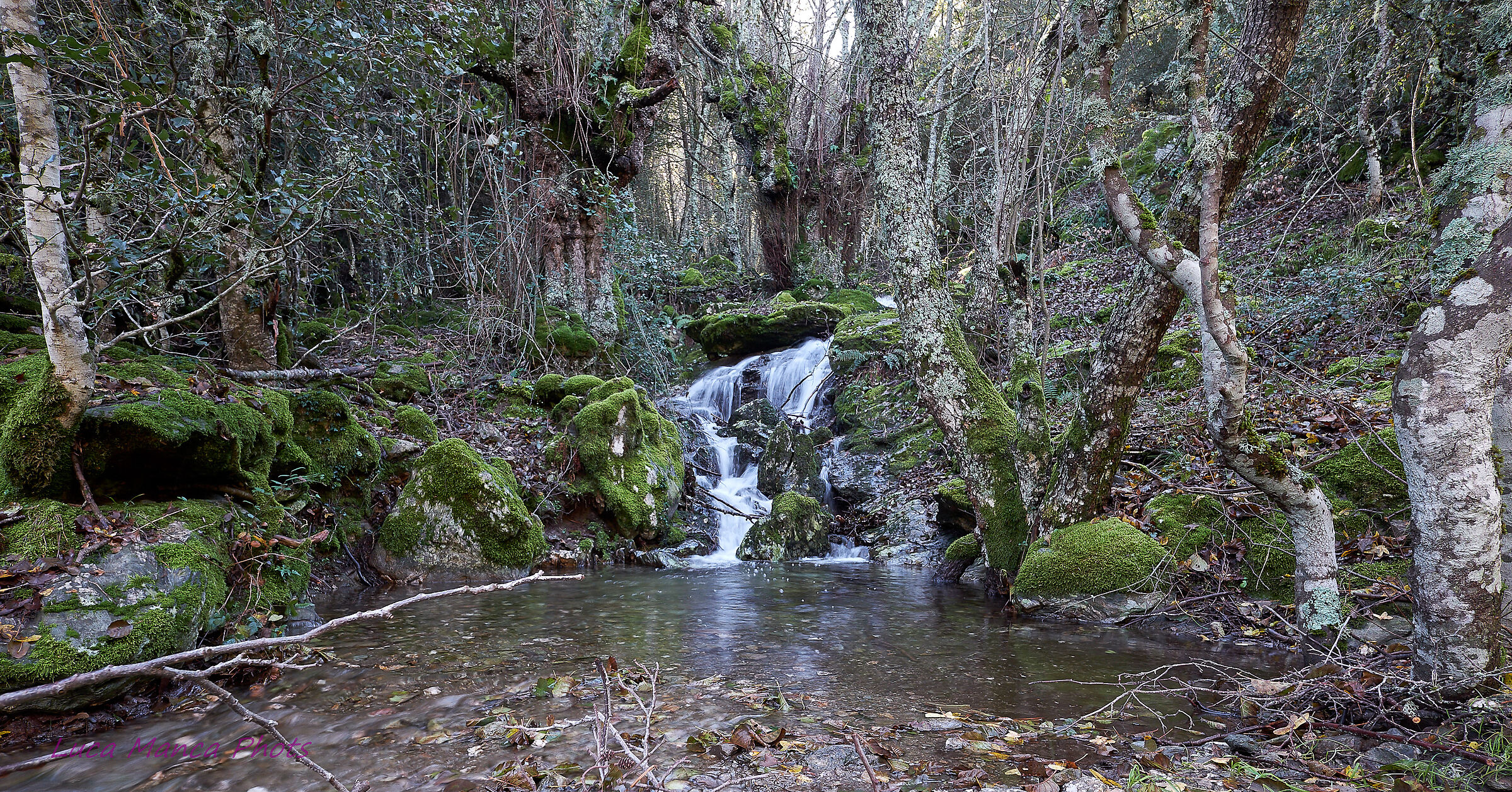 Around the woods, Broncu Spina