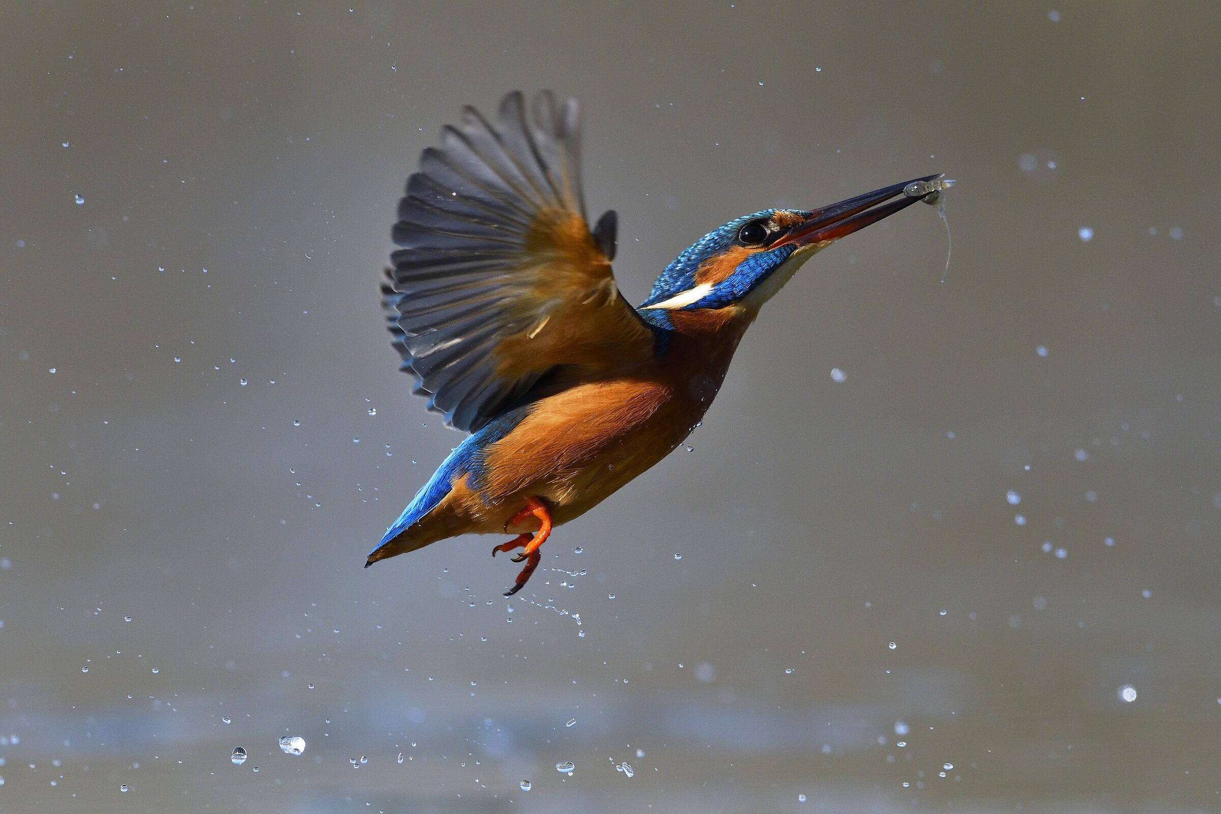 Emersione con la preda. Martin Pescatore
