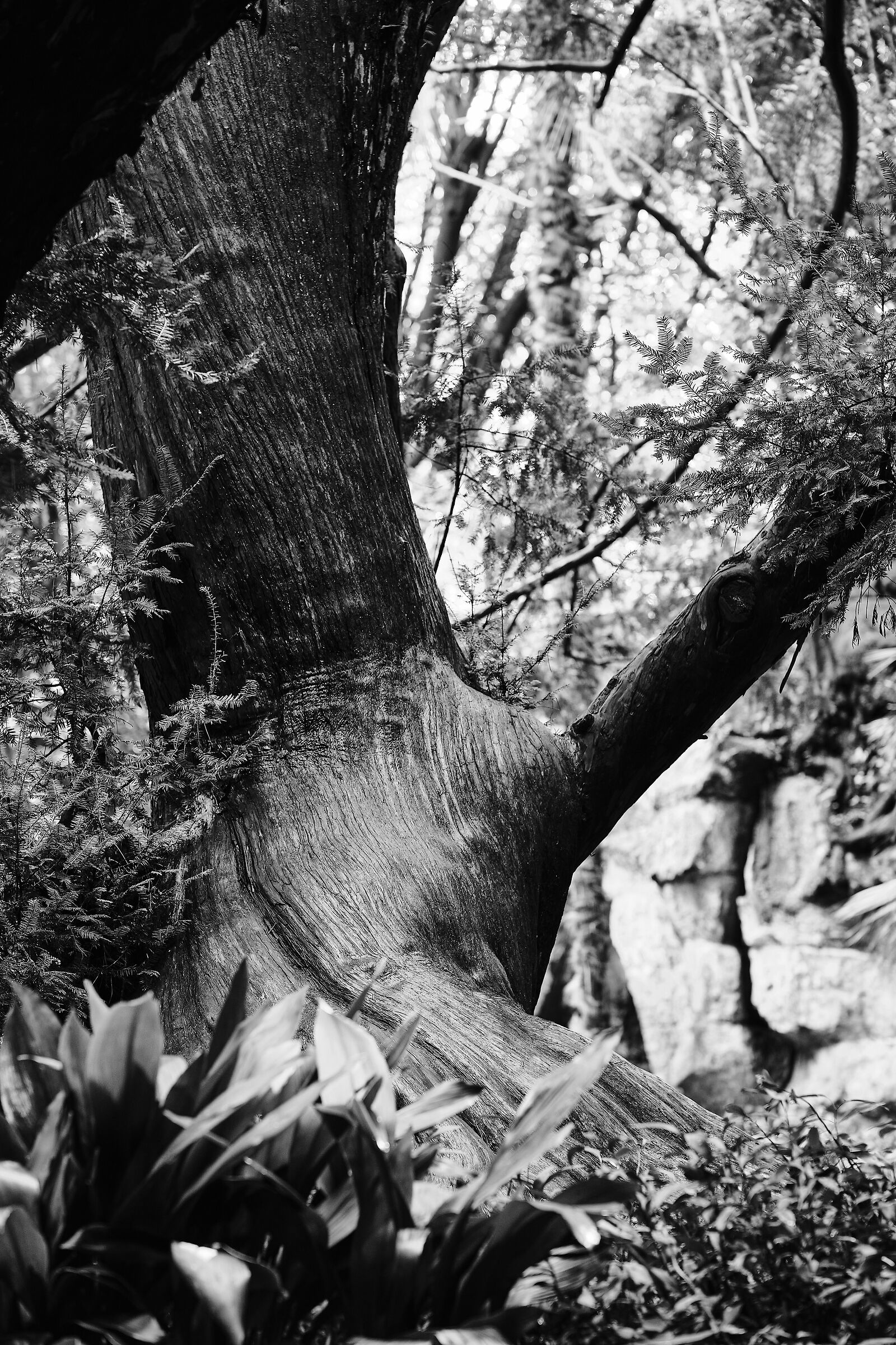 Albero in b&w