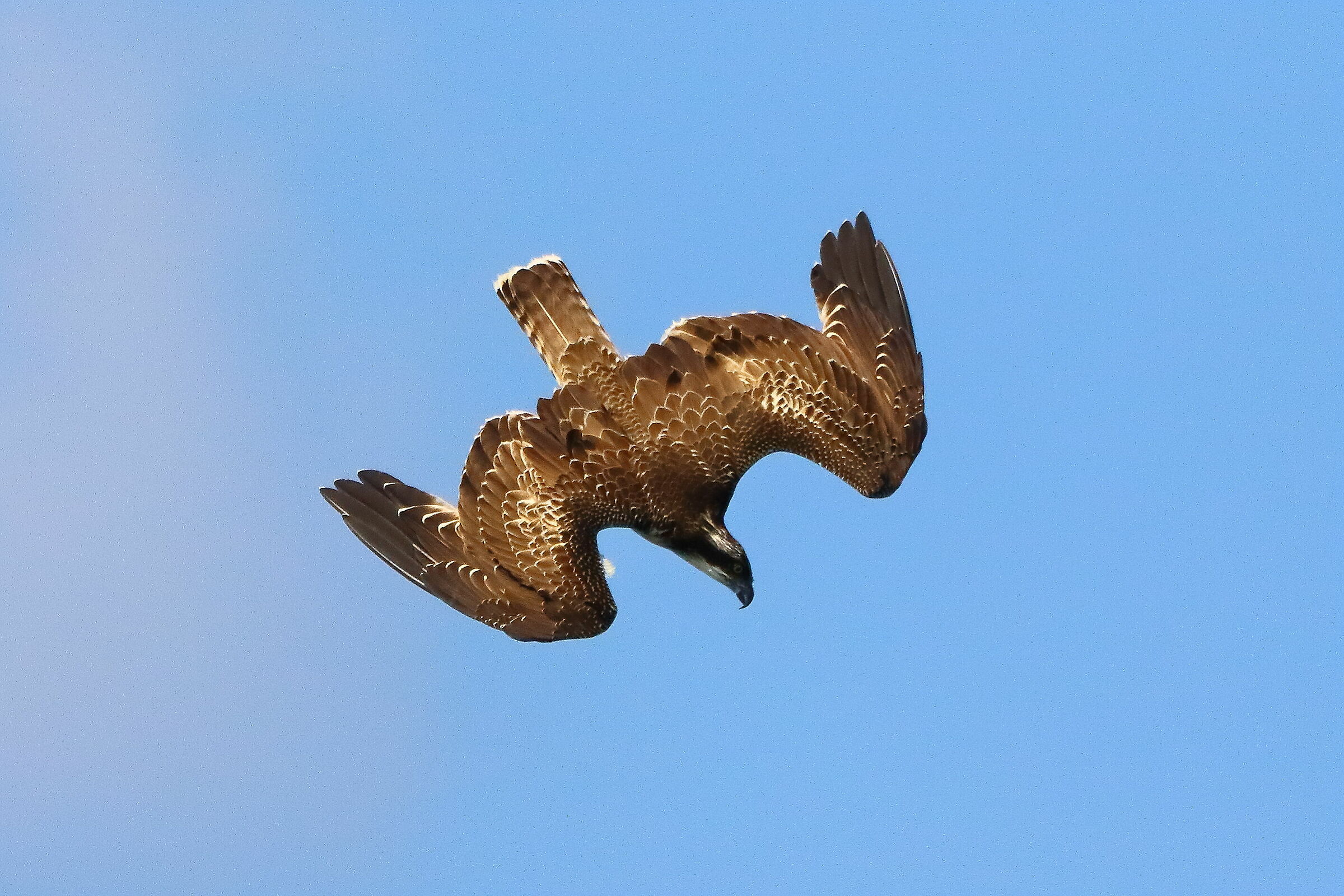 Osprey 02 September 2021 - 0507