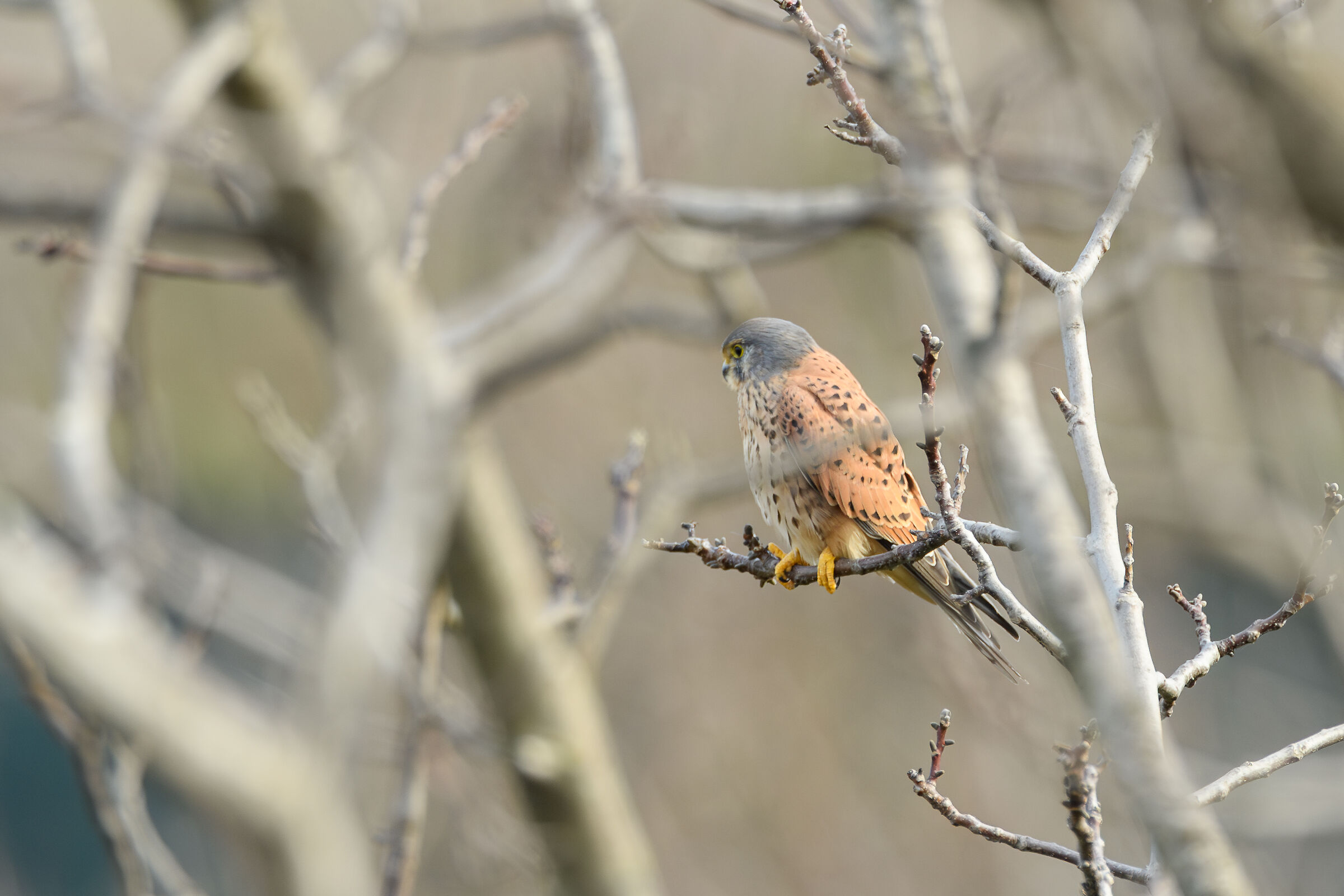 Kestrel