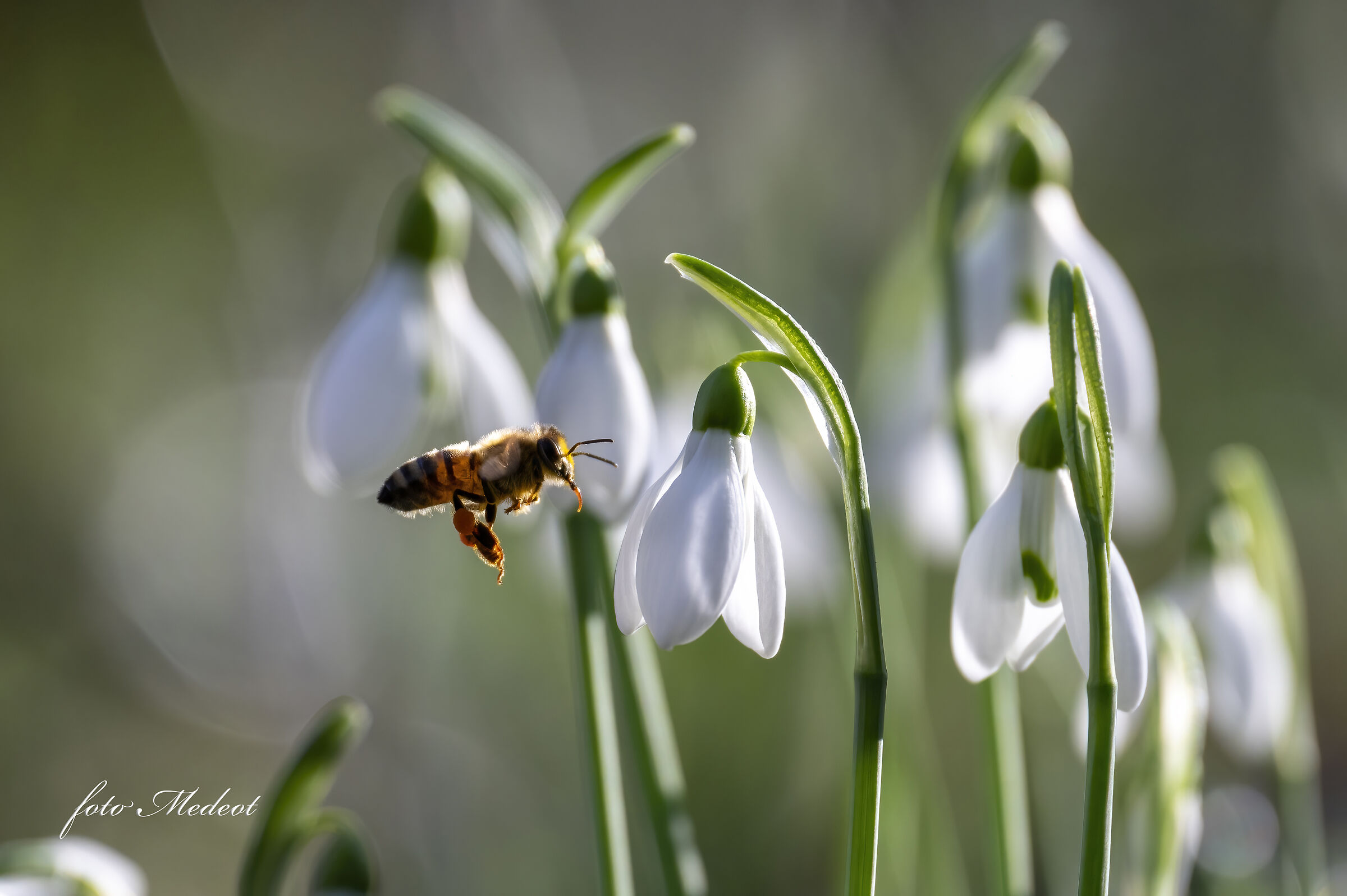 Ape in volo su bucaneve