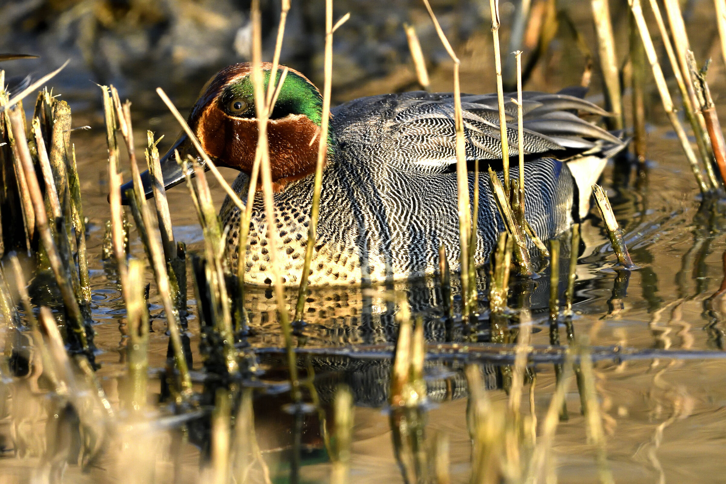 Male Teal