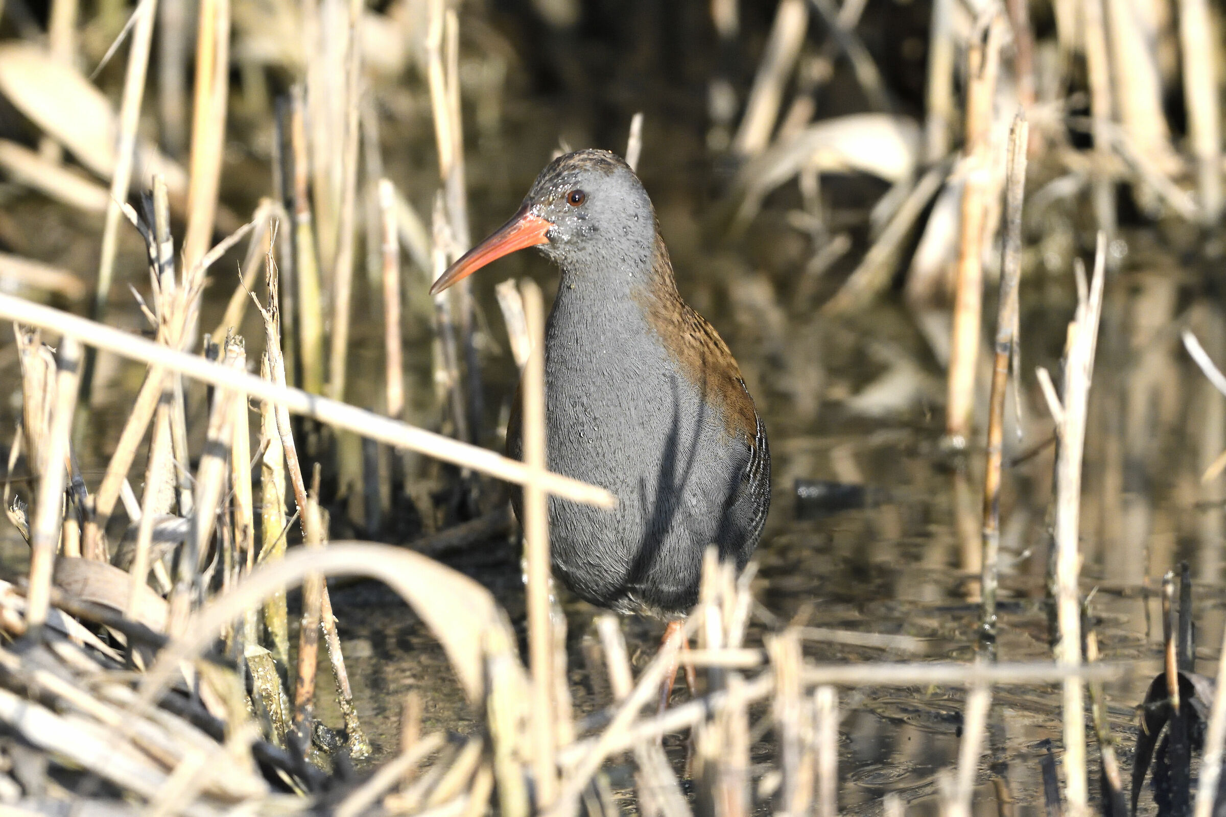 Water rail