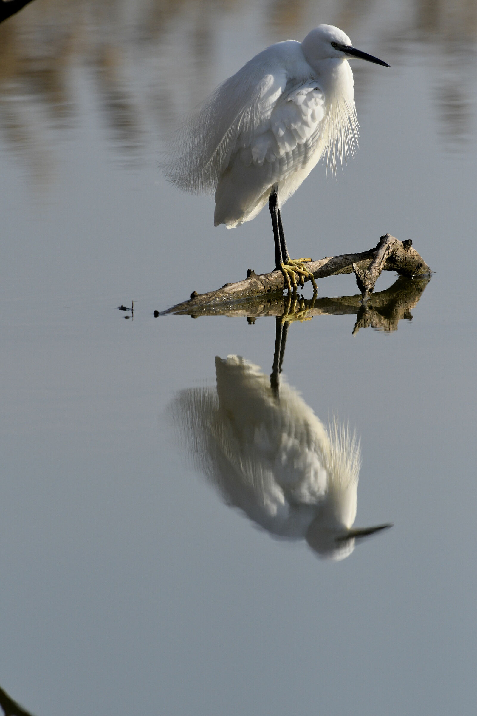 Egret