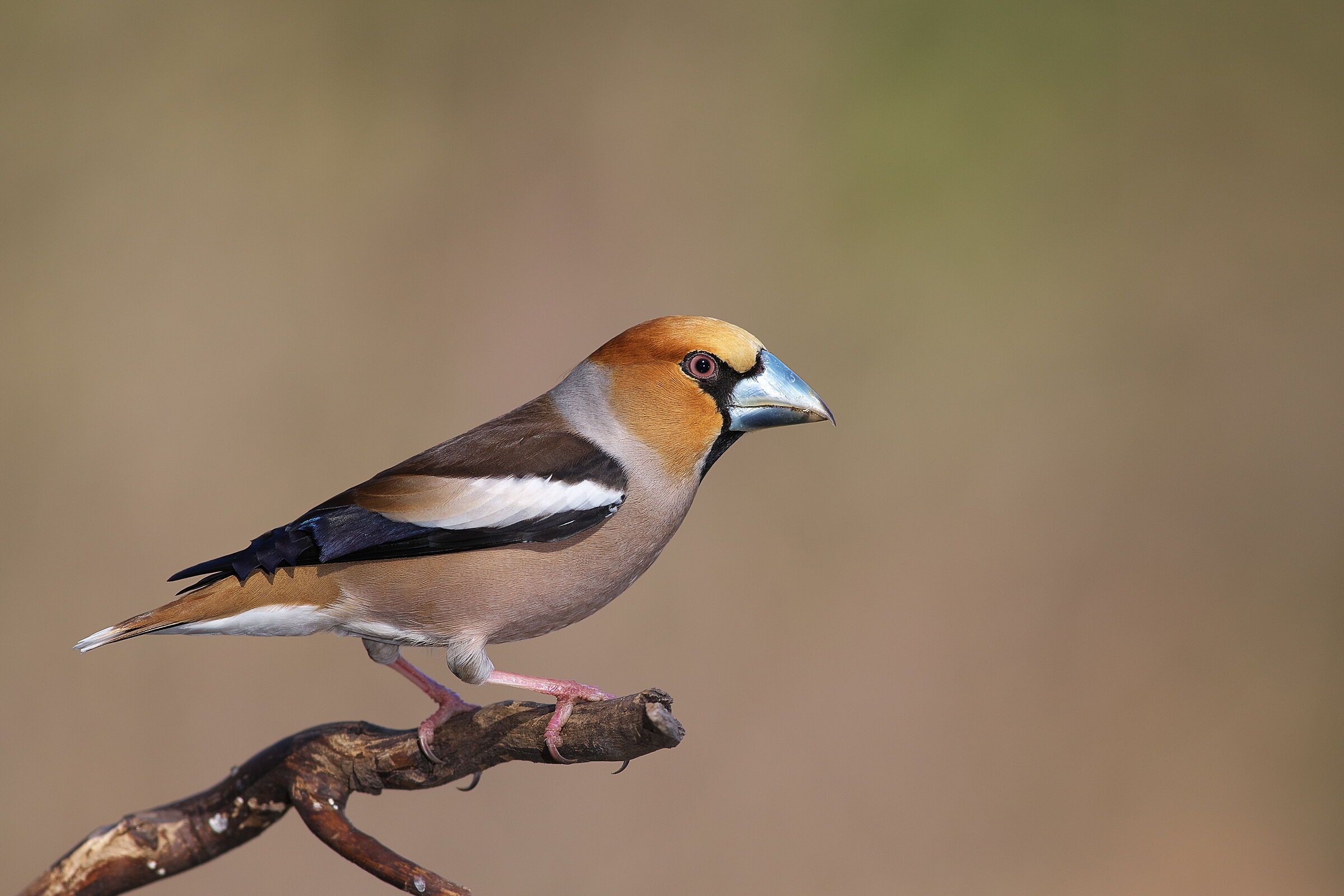 Hawfinch