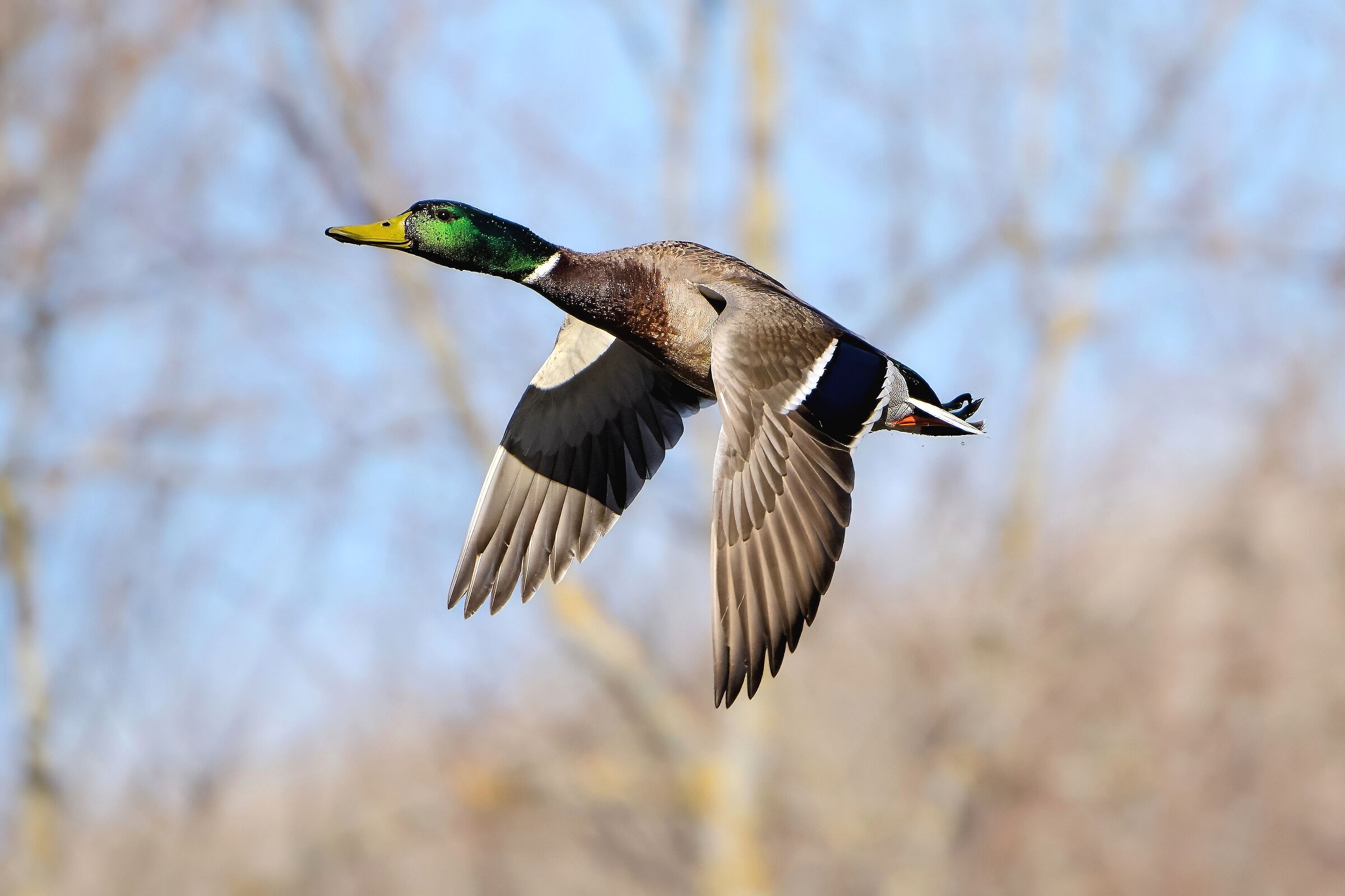 Mallard (Anas platyrhynchos)