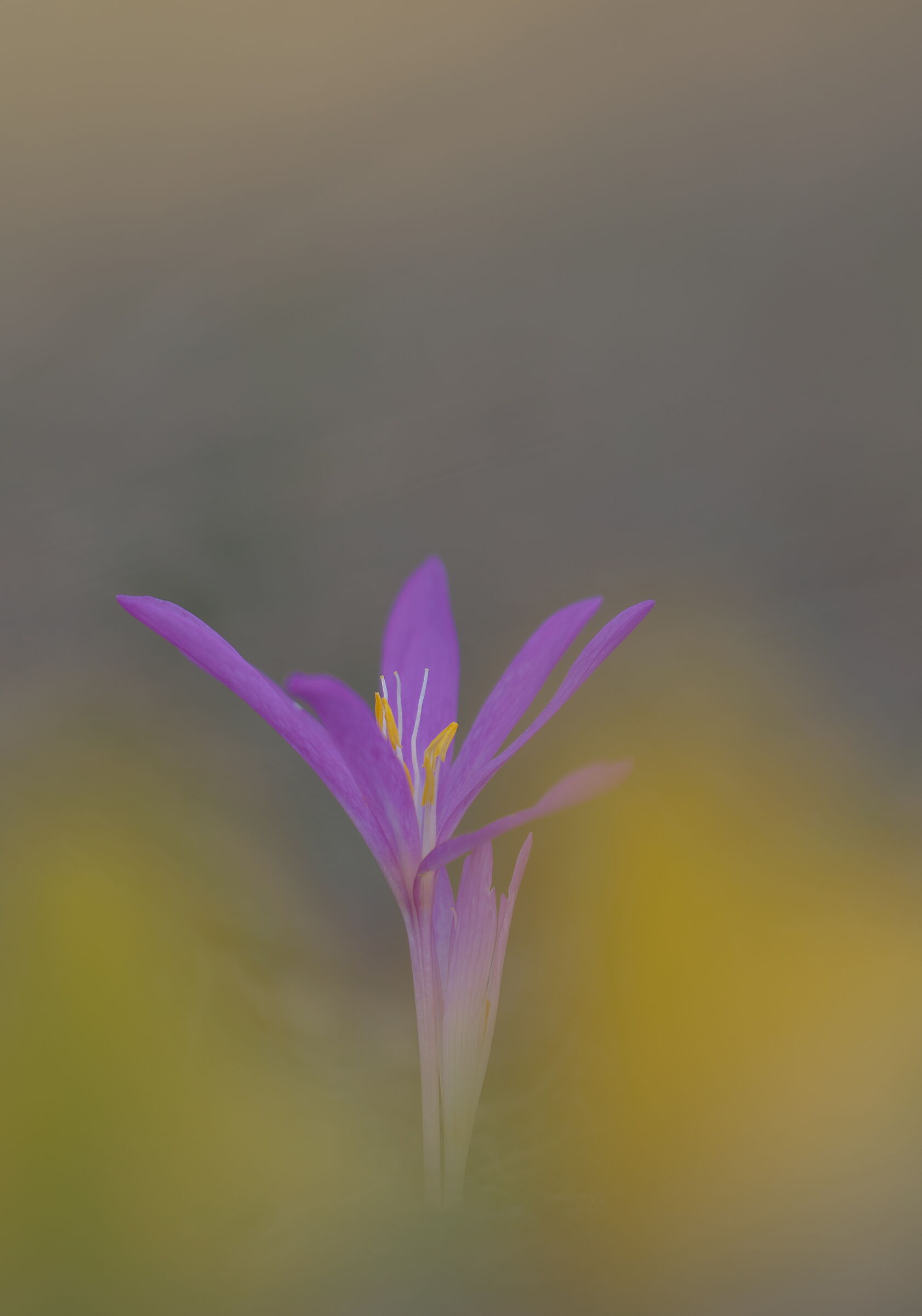 Complementary colors