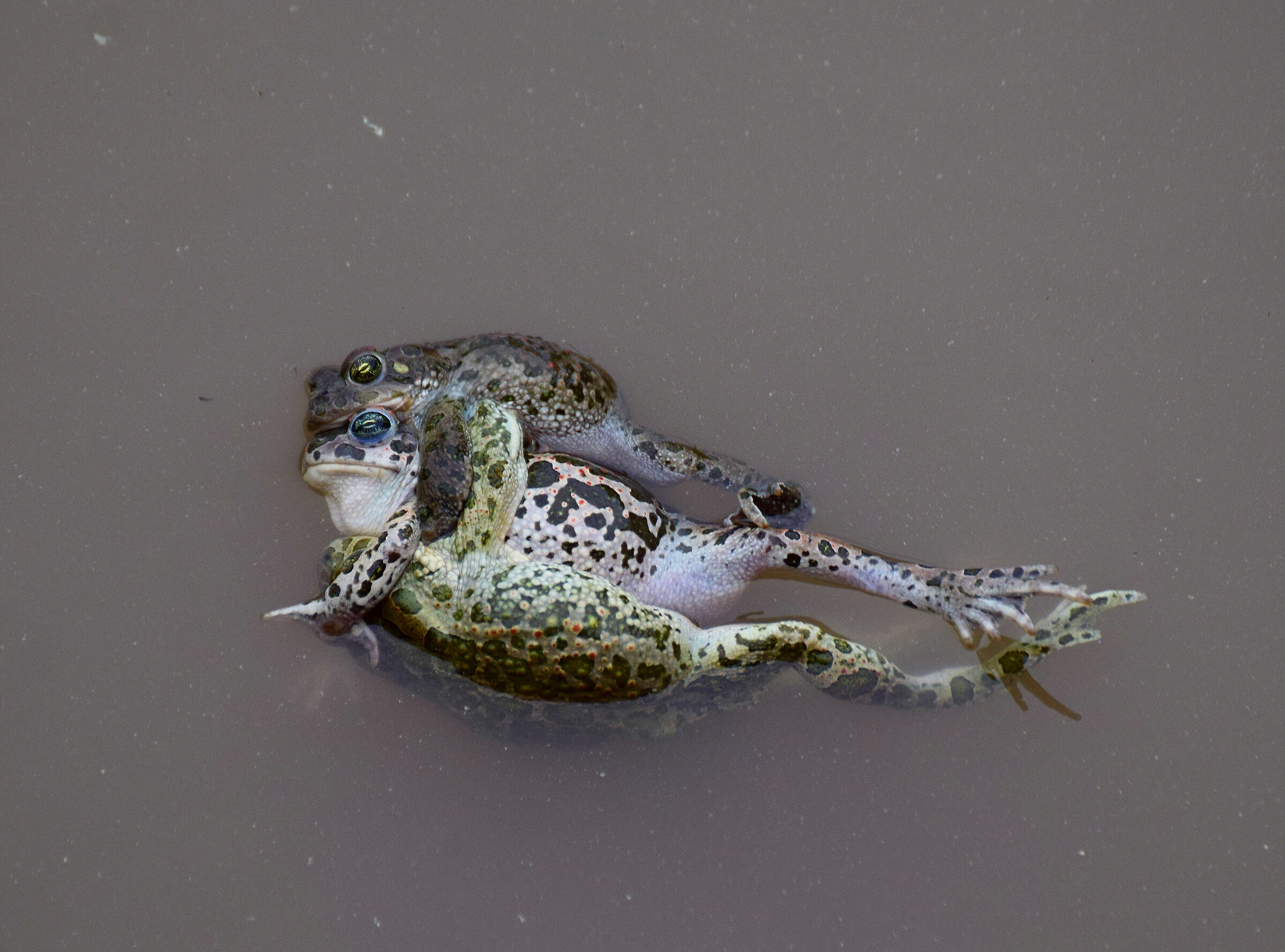 Un tenero abbraccio a tre