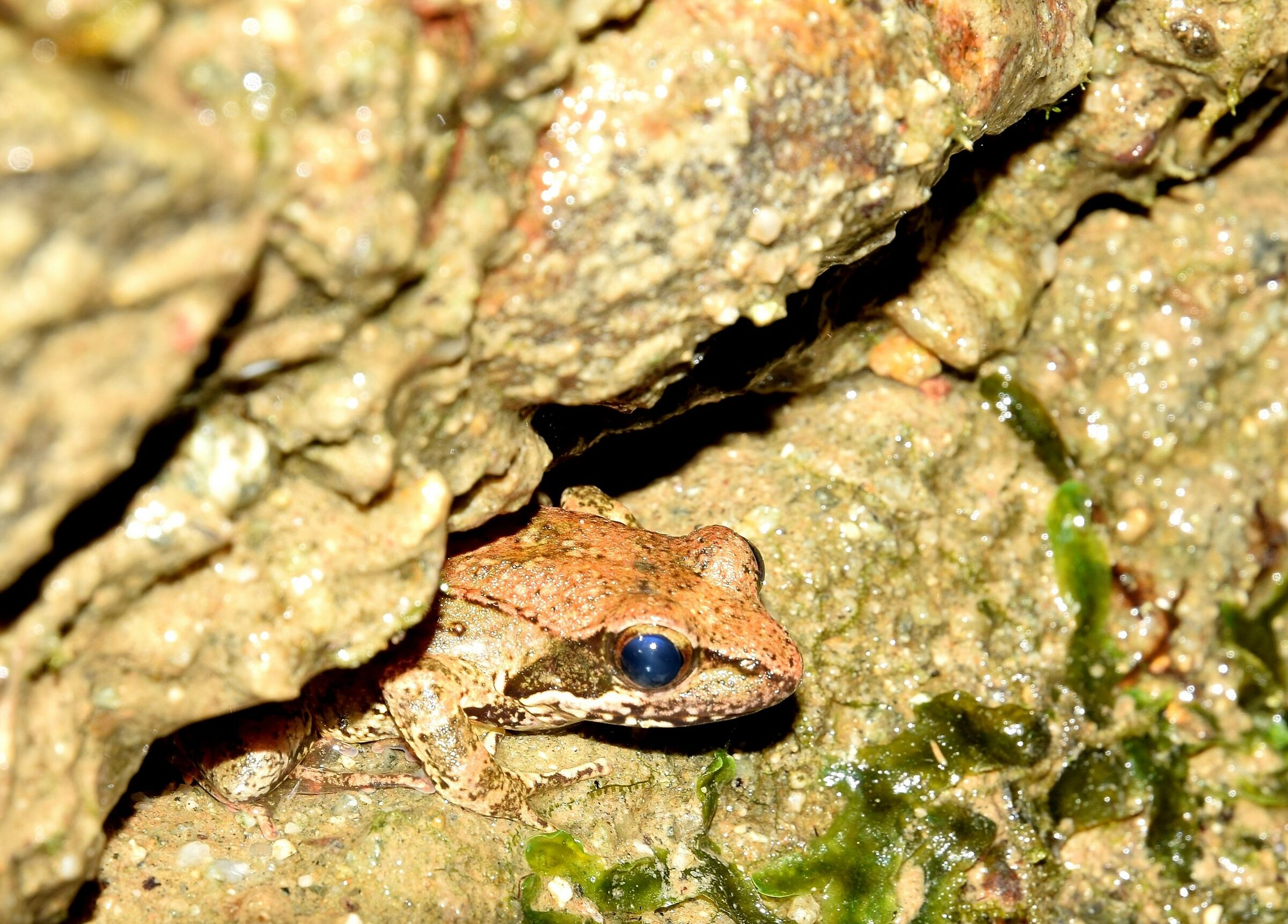 Bello come un rospo.