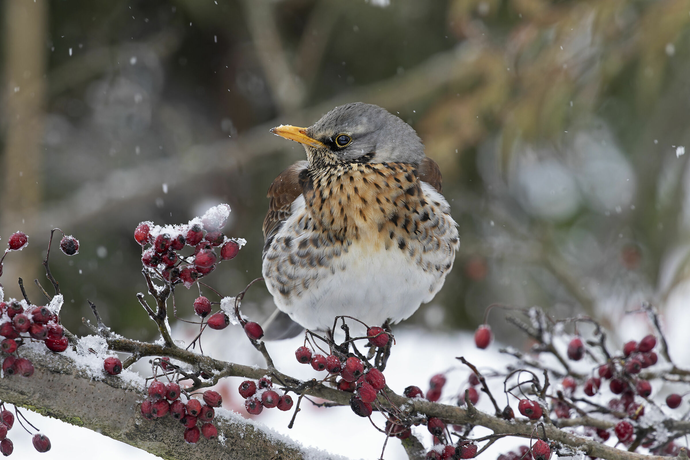 Fieldfare