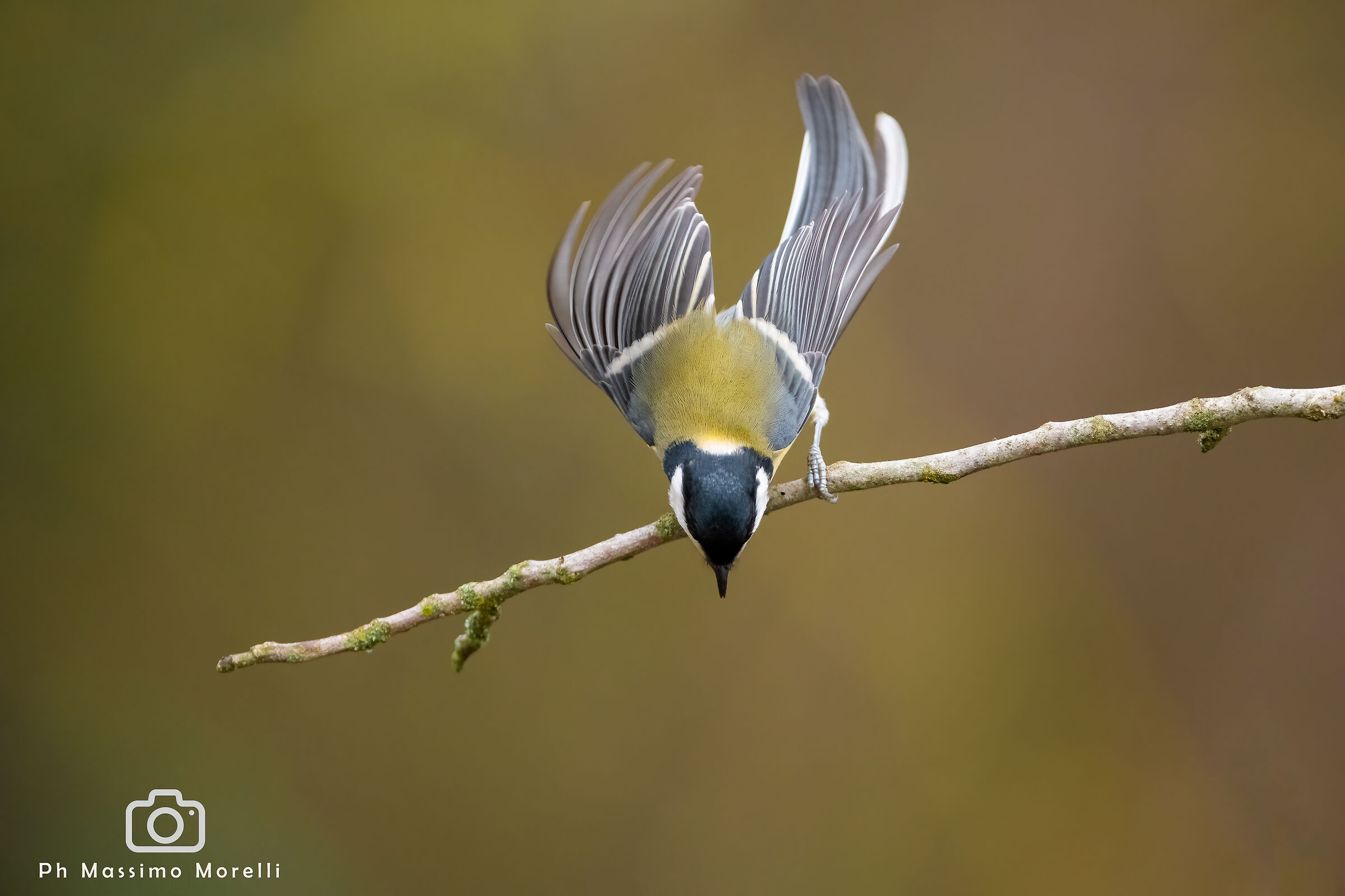 Tonight I'm going to jump in